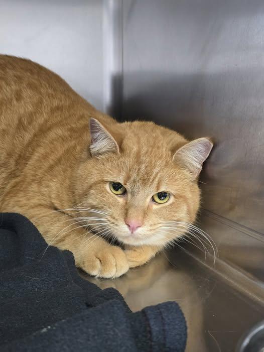 Sandy, ADOPTABLE, Adult Female Domestic Short Hair.