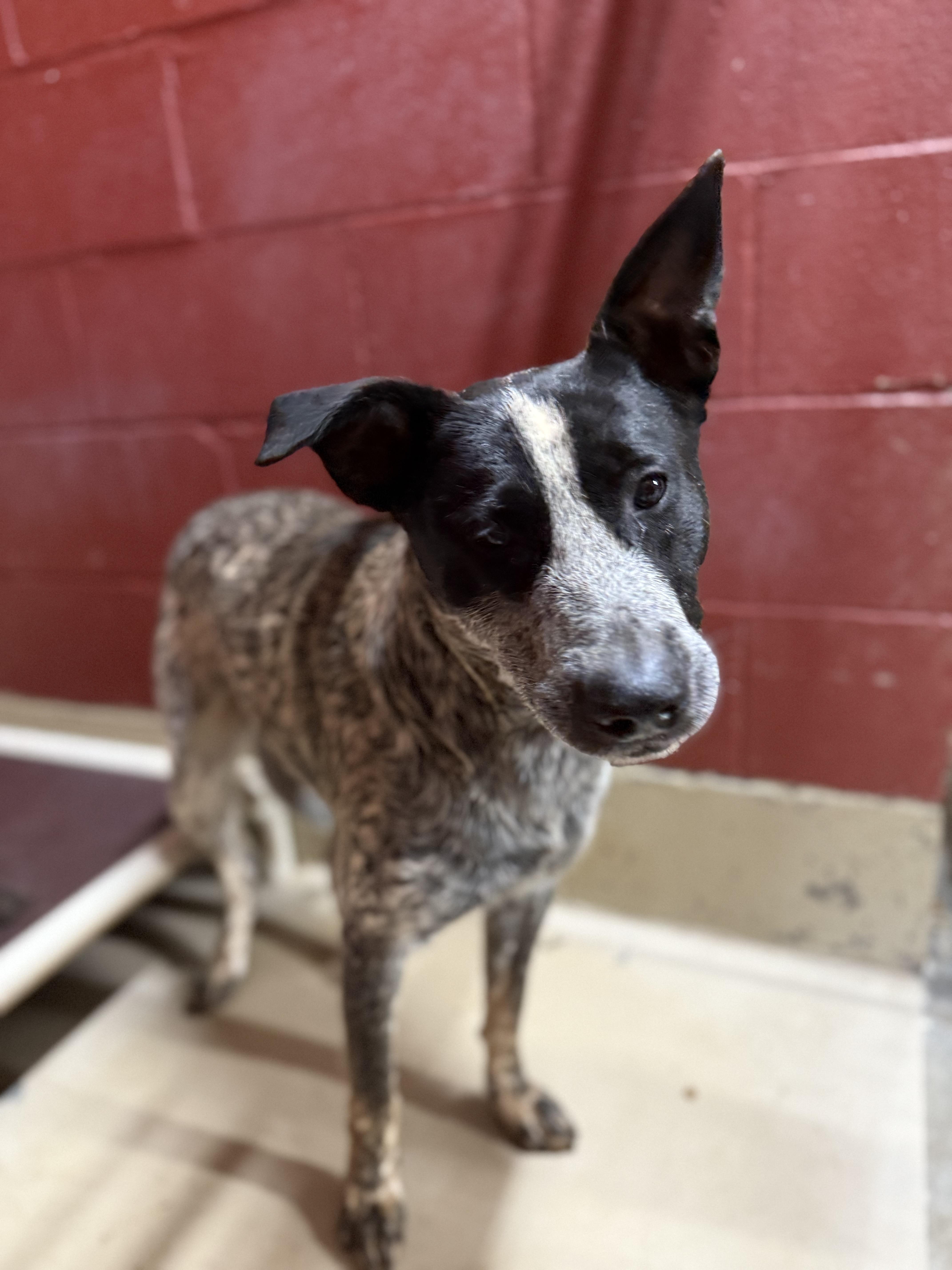 Hardy 11870, a Adoptable mixed breed in Elberton, GA image 1/3