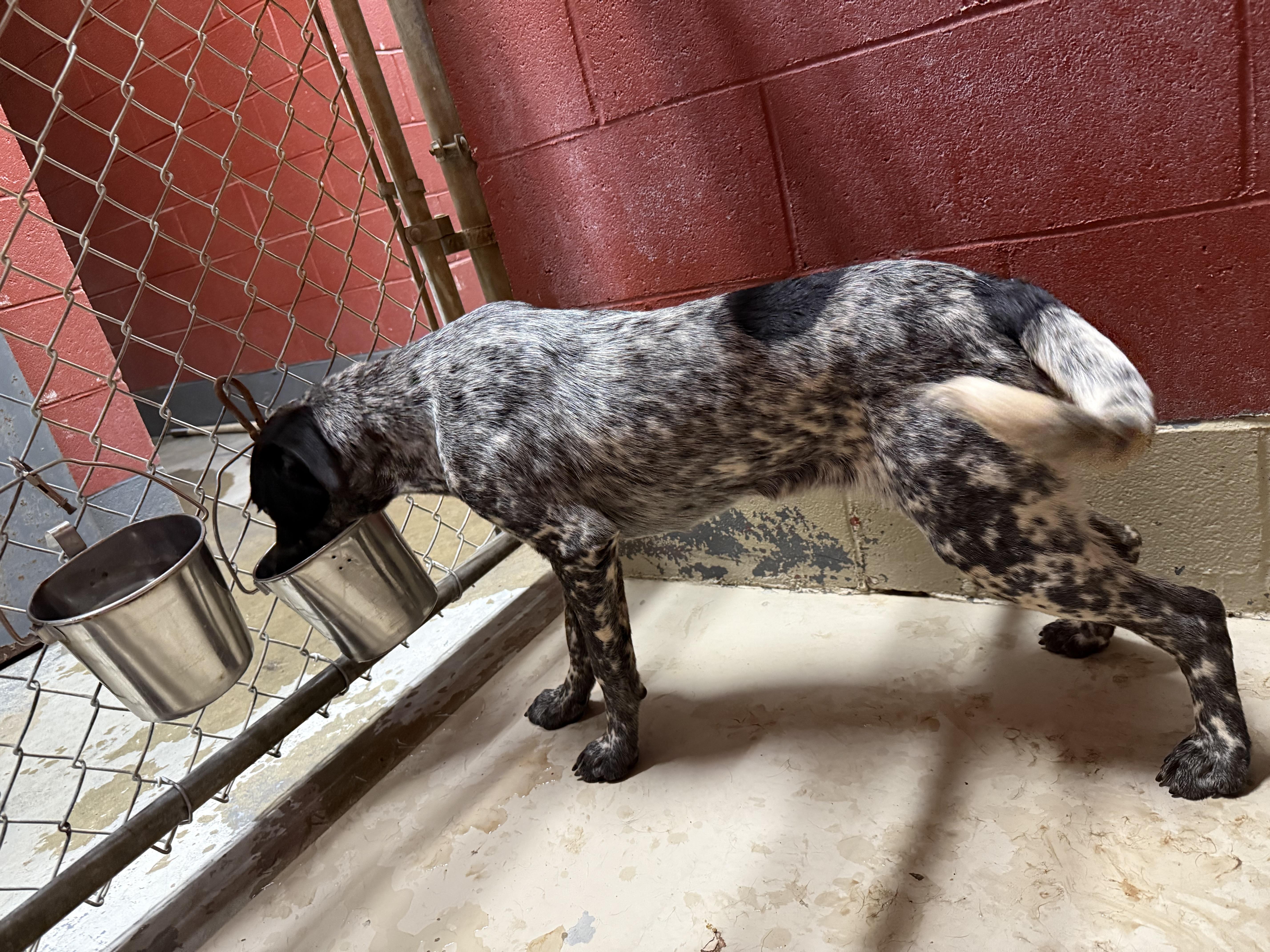 Hardy 11870, a Adoptable mixed breed in Elberton, GA image 2/3