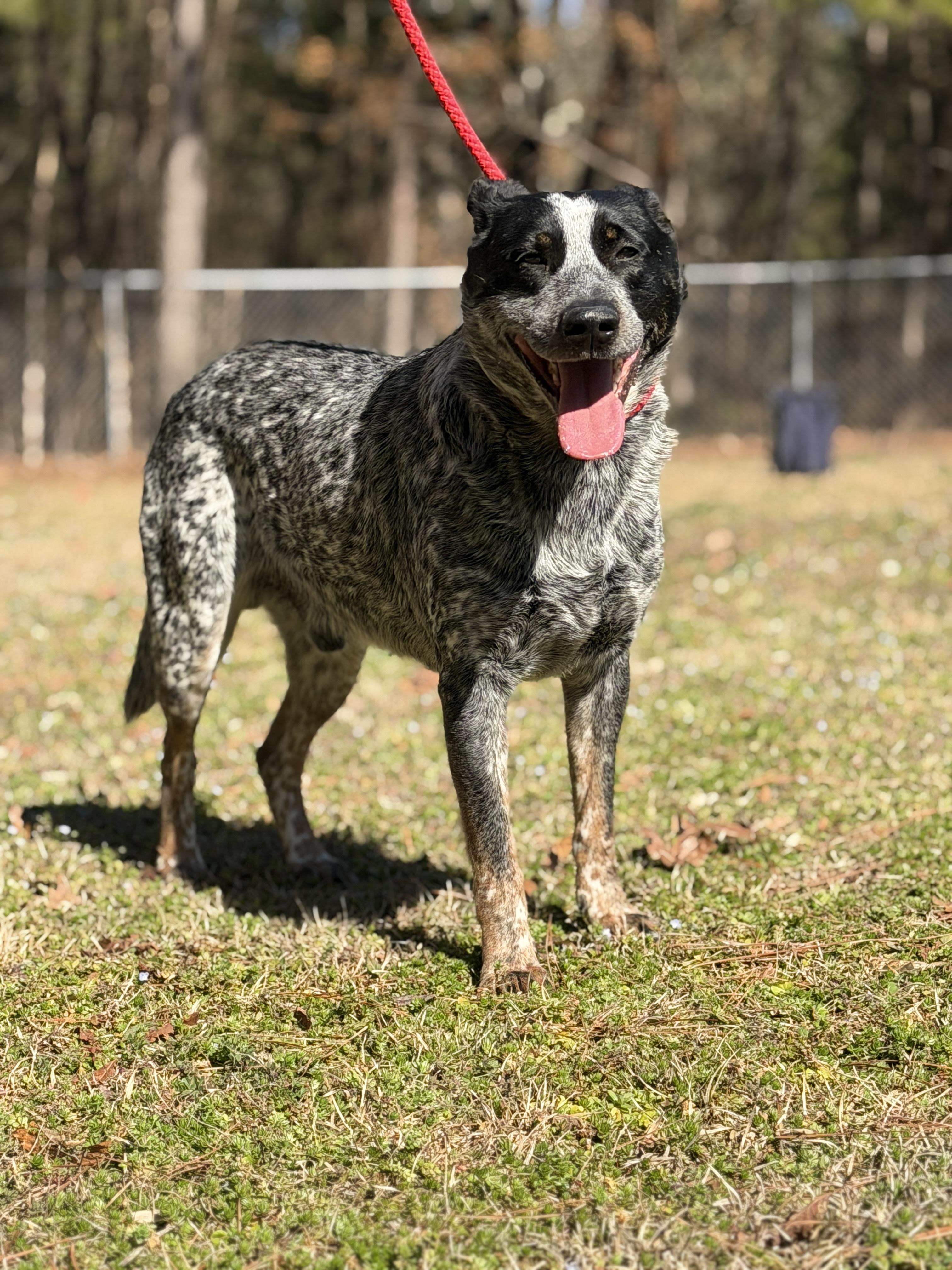 Hardy 11870, Adoptable, Adult Male Australian Cattle Dog / Blue Heeler.