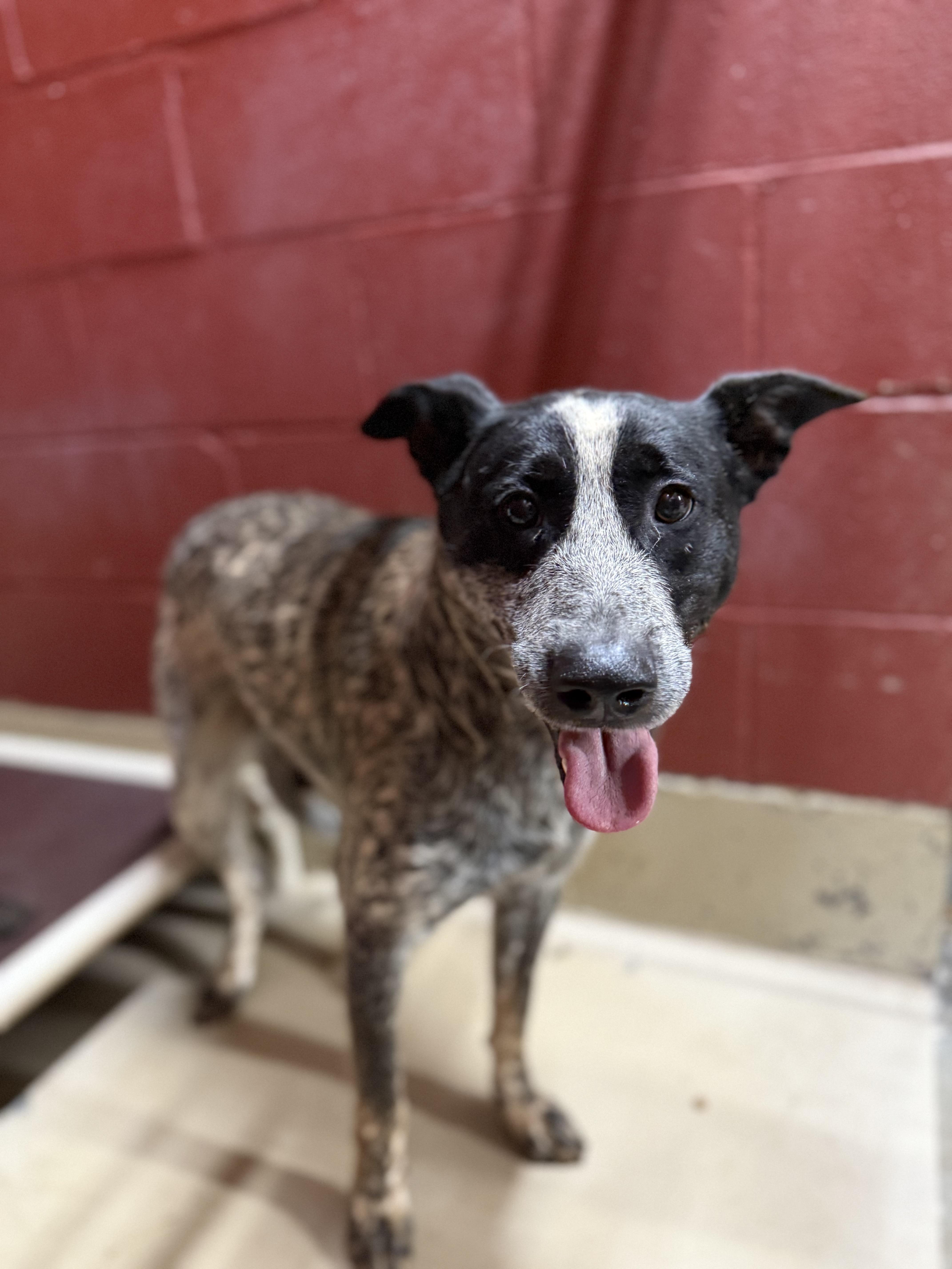 Hardy 11870, a Adoptable mixed breed in Elberton, GA image 3/3