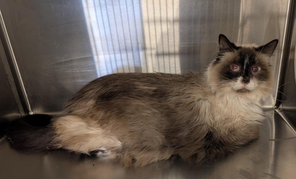 Lizzy, Adopted, Senior Female Domestic Long Hair.