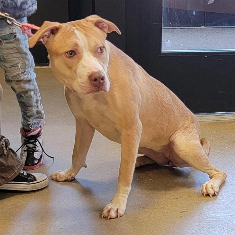 Enlarge Princess Peach, a Adoptable Pit Bull Terrier in Baltimore, MD image 1/1