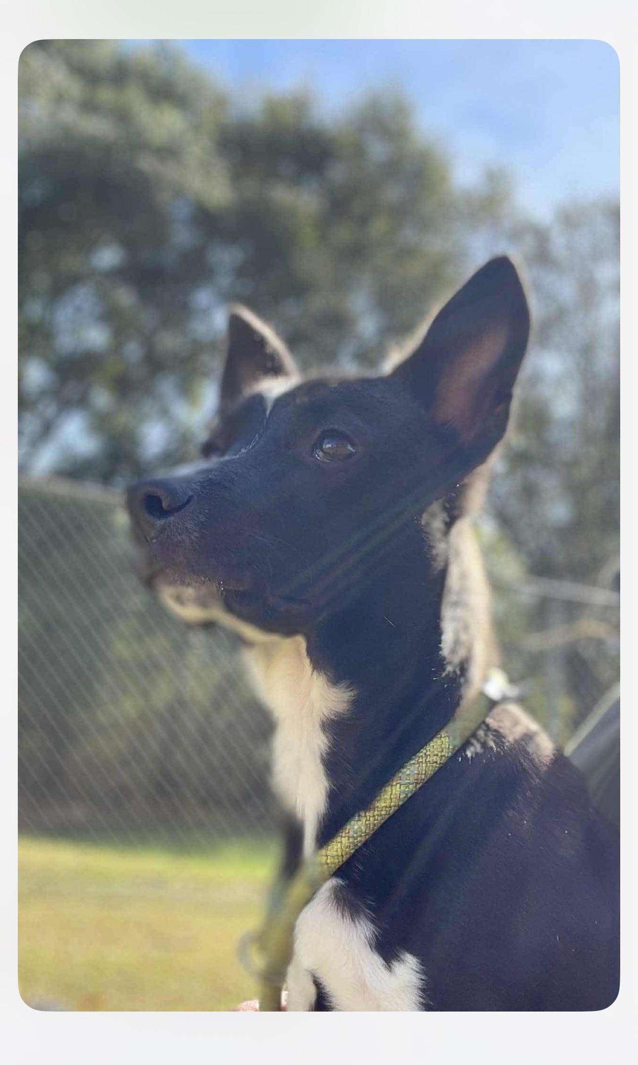 Smokey, Adoptable, Adult Male Mixed Breed.