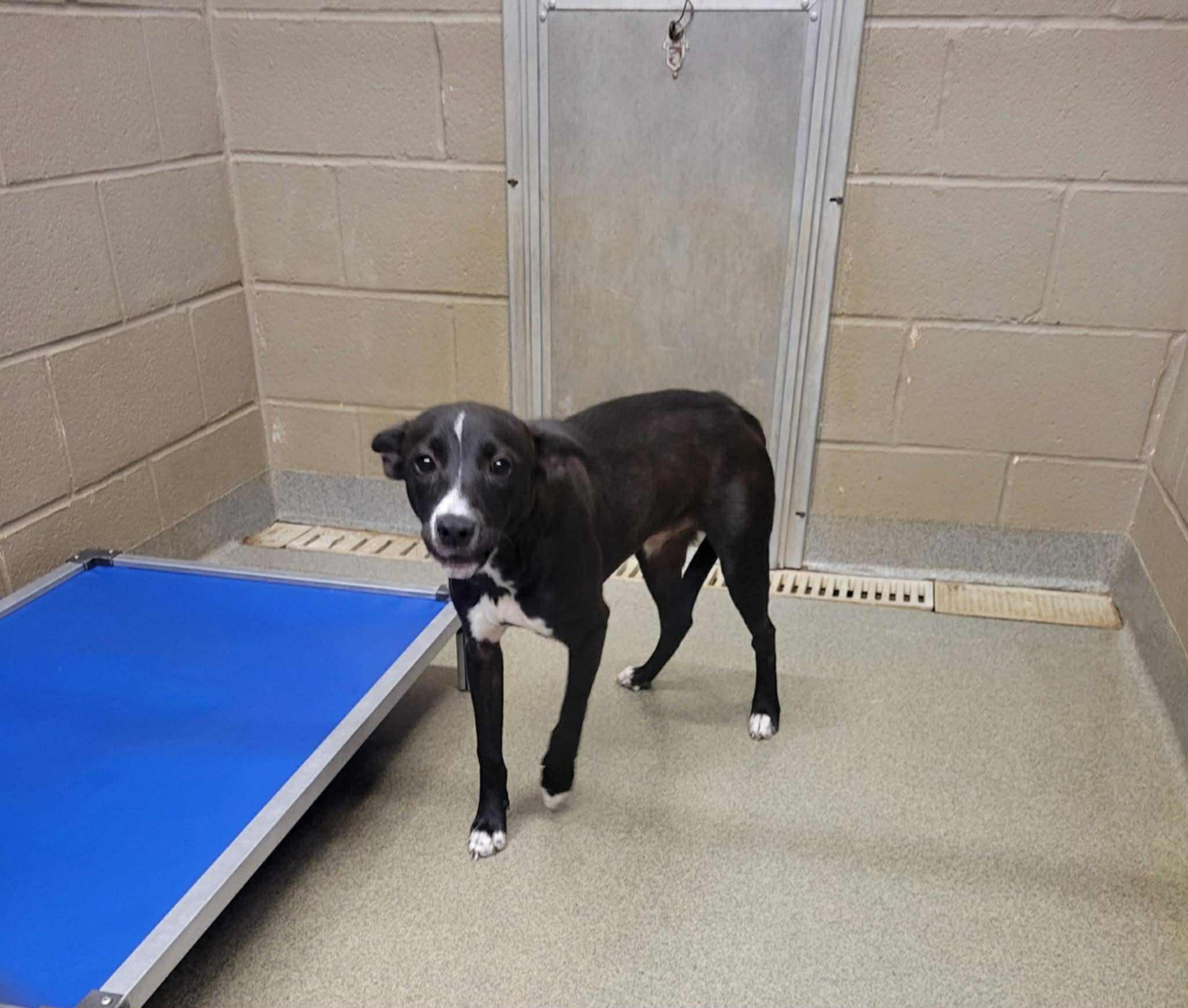 Enlarge Smokey, a Adoptable Mixed Breed in Fairfield, NJ image 2/4