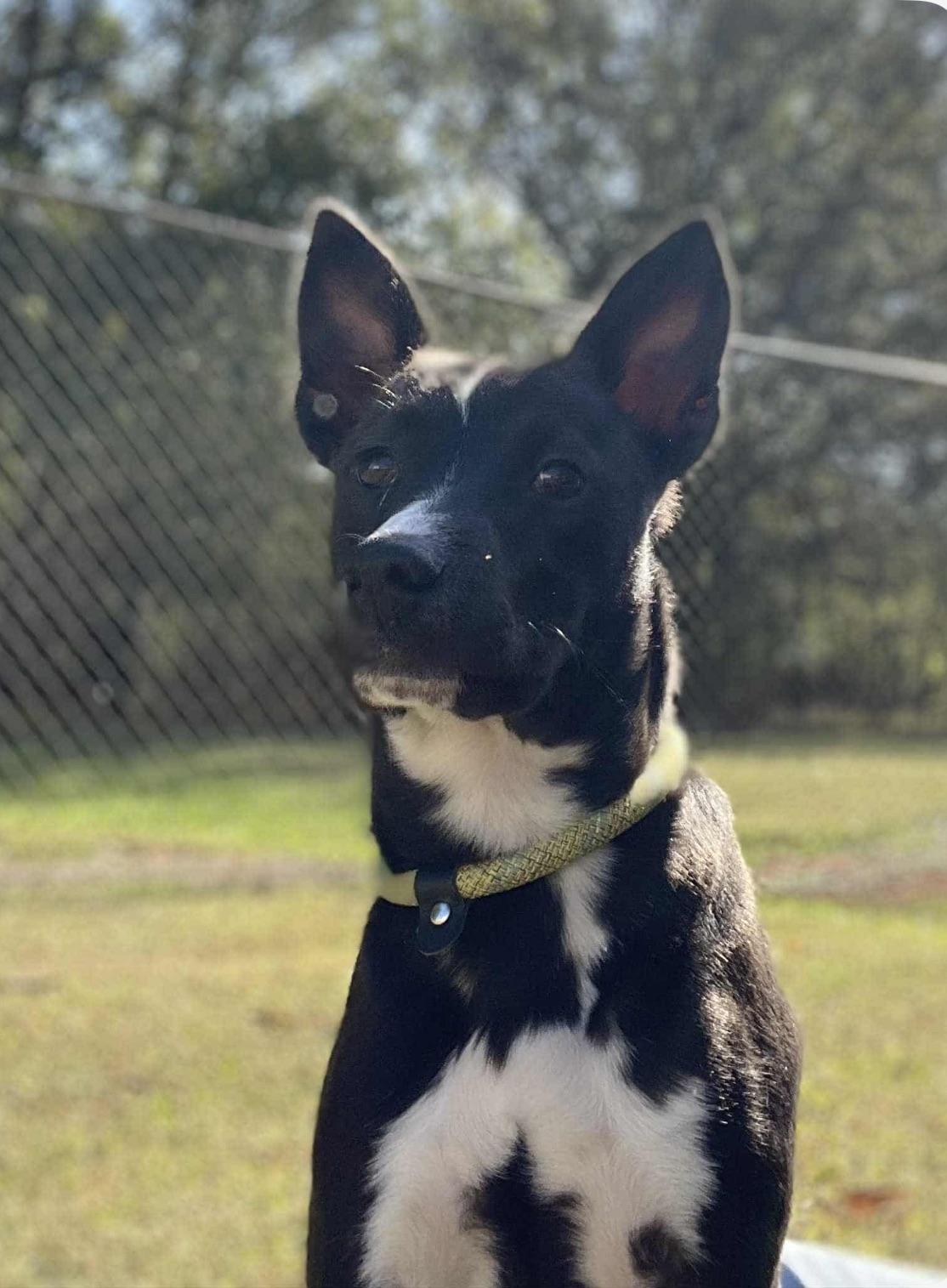 Enlarge Smokey, a Adoptable Mixed Breed in Fairfield, NJ image 3/4