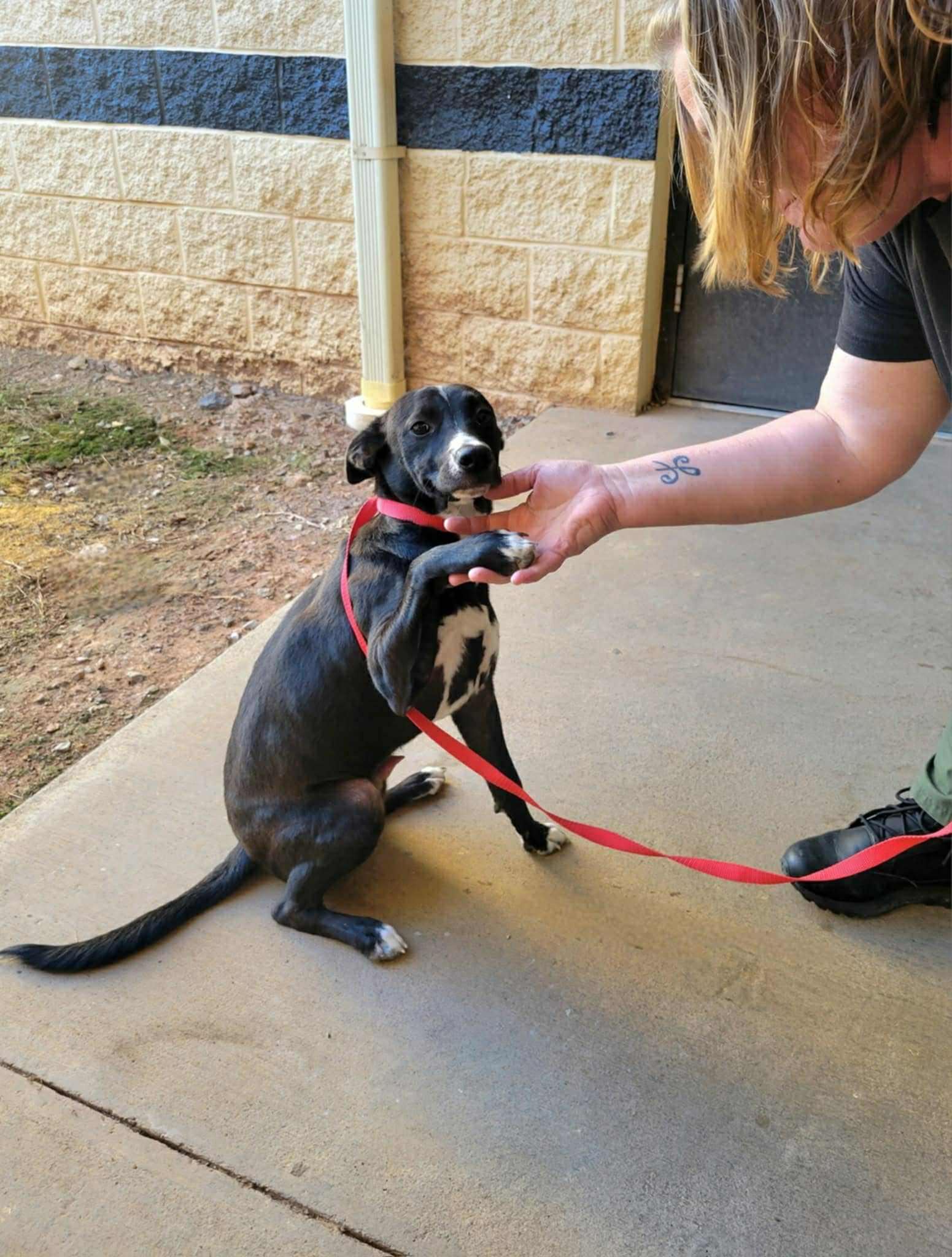Enlarge Smokey, a Adoptable Mixed Breed in Fairfield, NJ image 4/4
