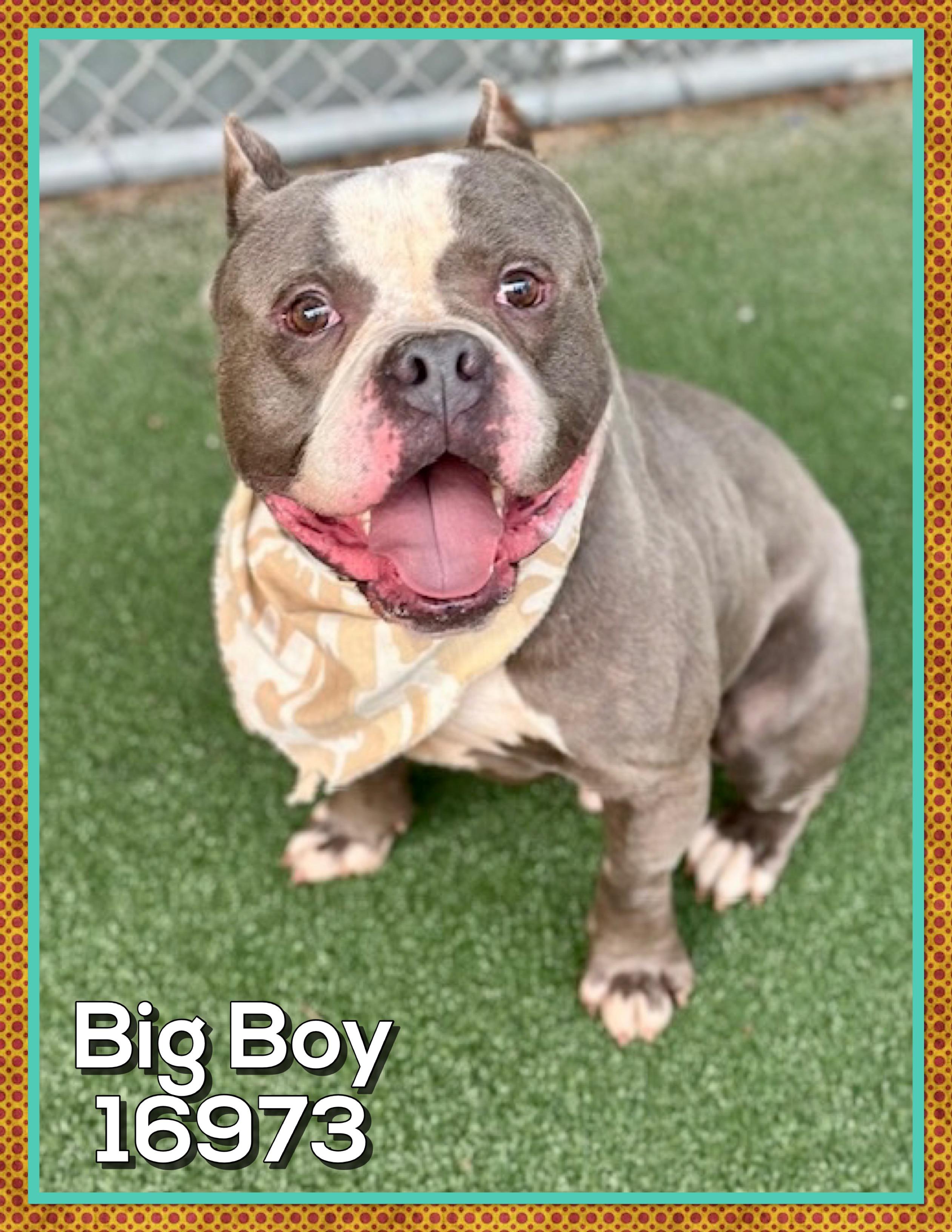 BIG BOY (R), an adopted mixed breed in Marietta, GA image 4/6