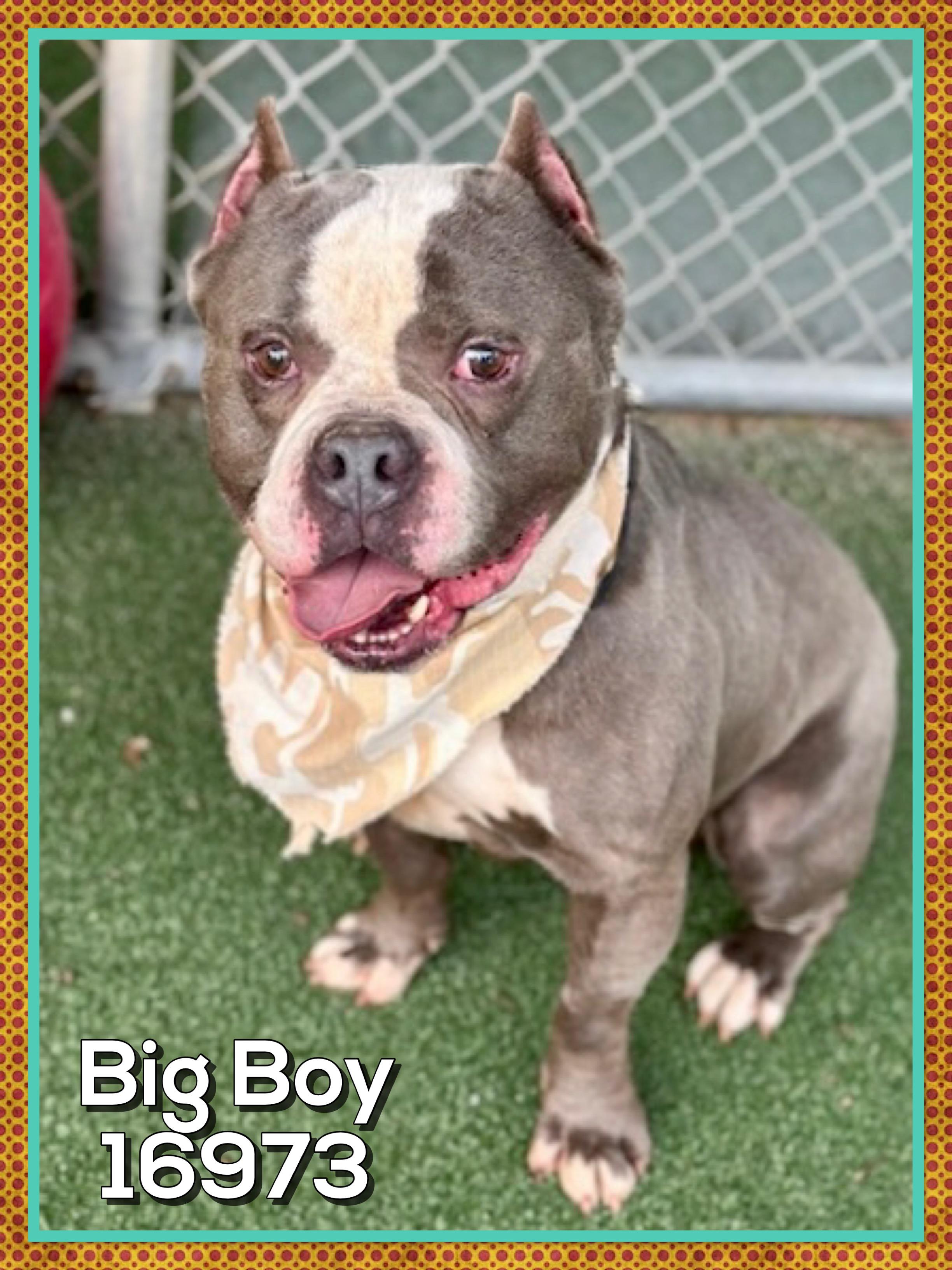 BIG BOY (R), an adopted mixed breed in Marietta, GA image 5/6