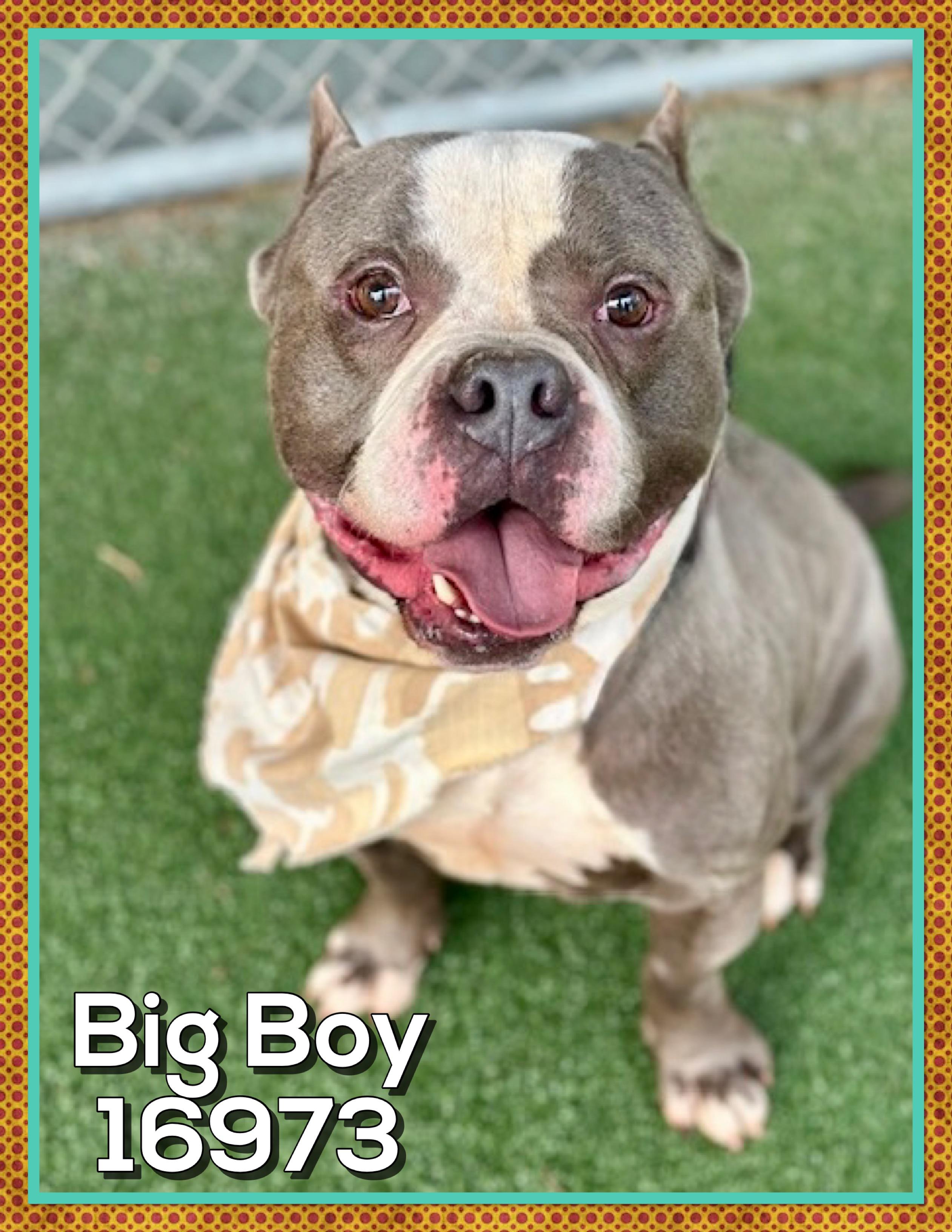 BIG BOY (R), an adopted mixed breed in Marietta, GA image 3/6