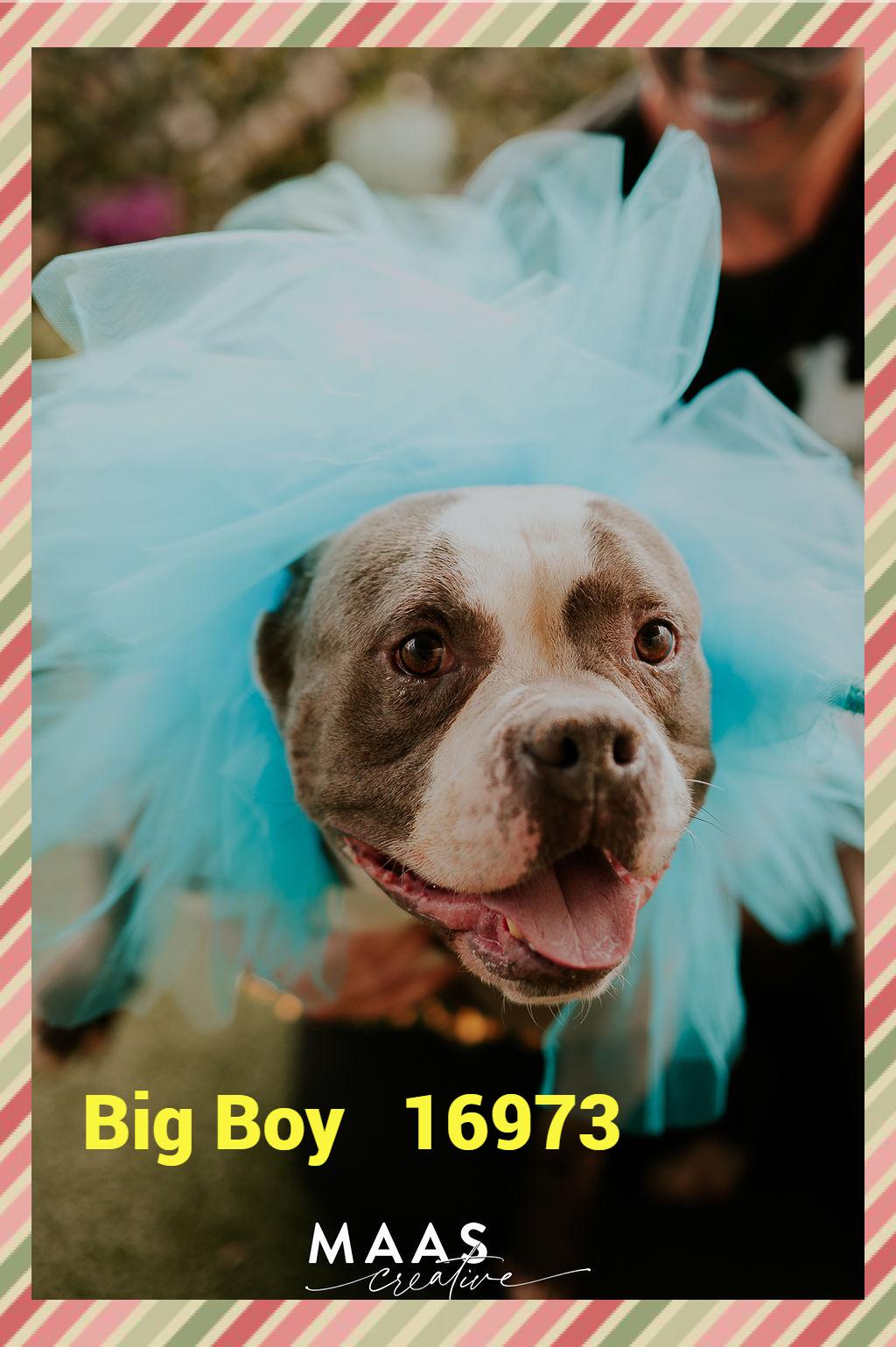 BIG BOY (R), an adopted mixed breed in Marietta, GA image 2/6