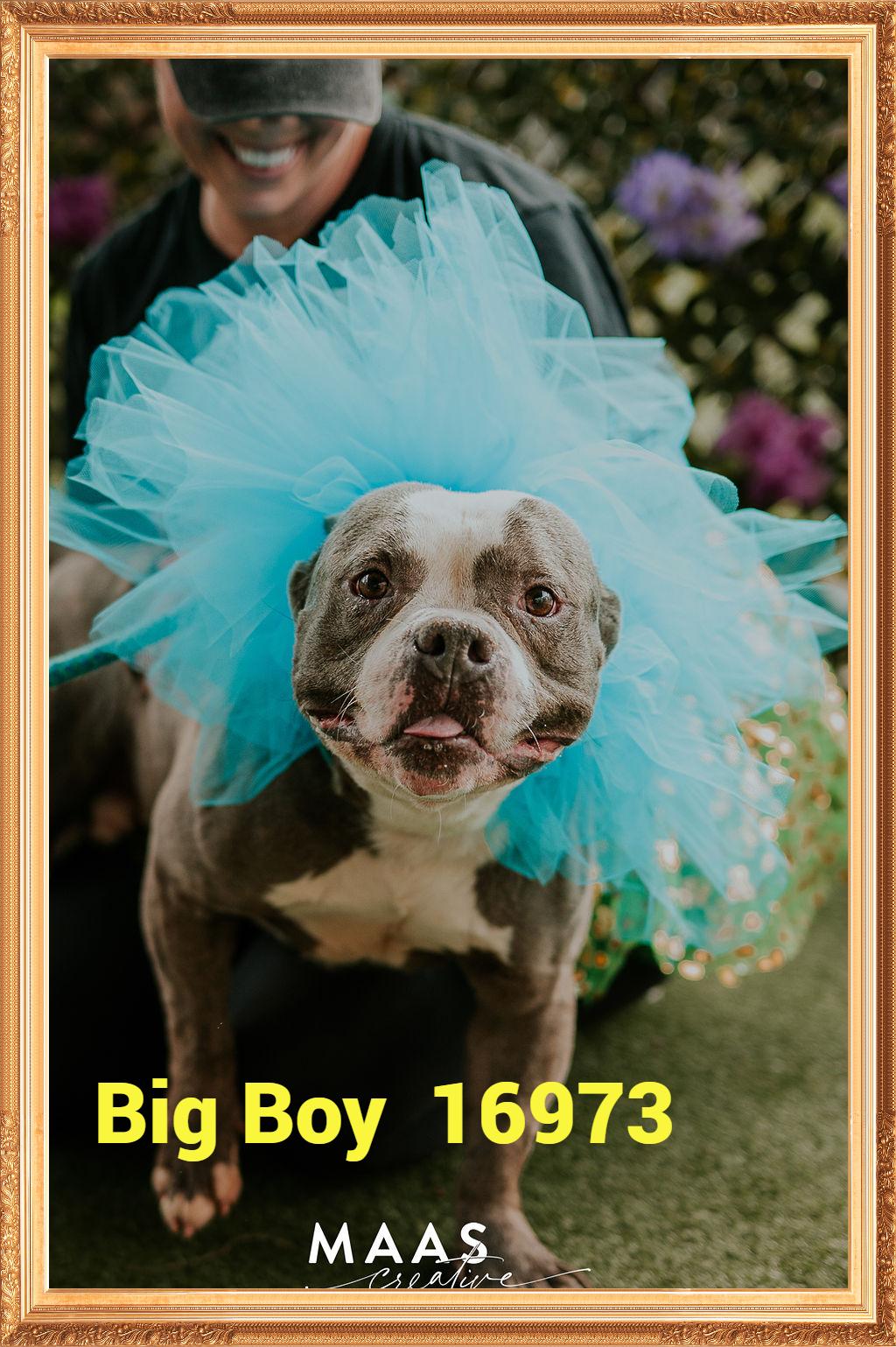 BIG BOY (R), an adopted mixed breed in Marietta, GA image 1/6