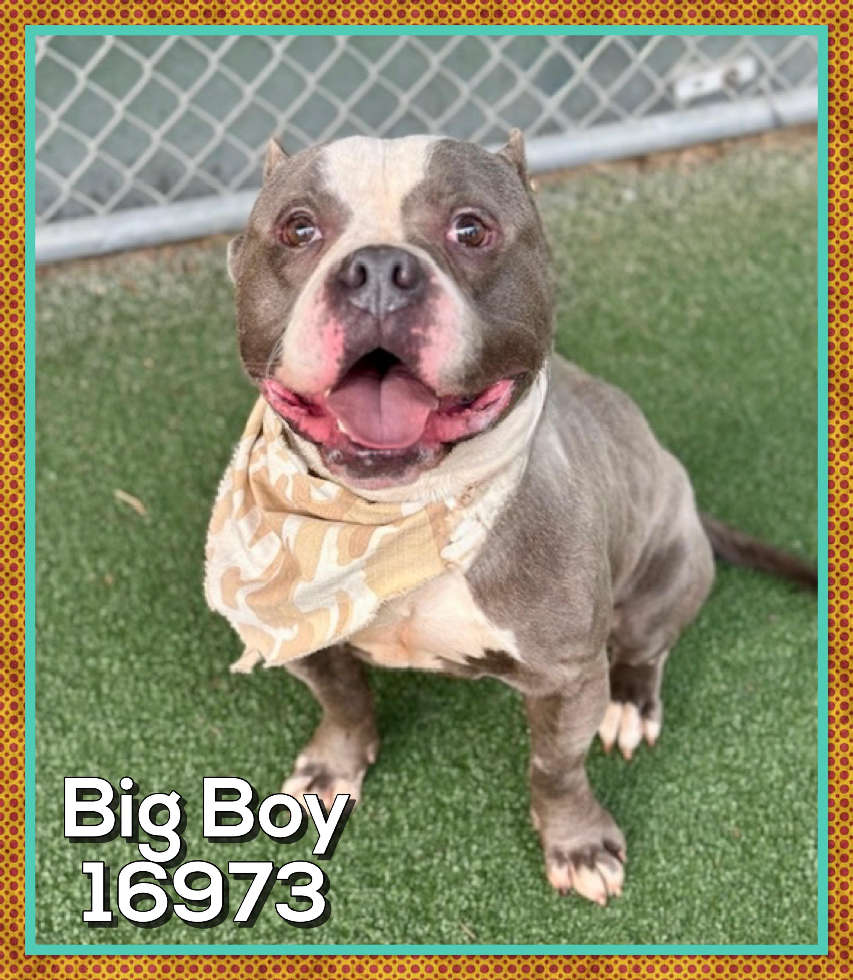 BIG BOY (R), an adopted mixed breed in Marietta, GA image 6/6
