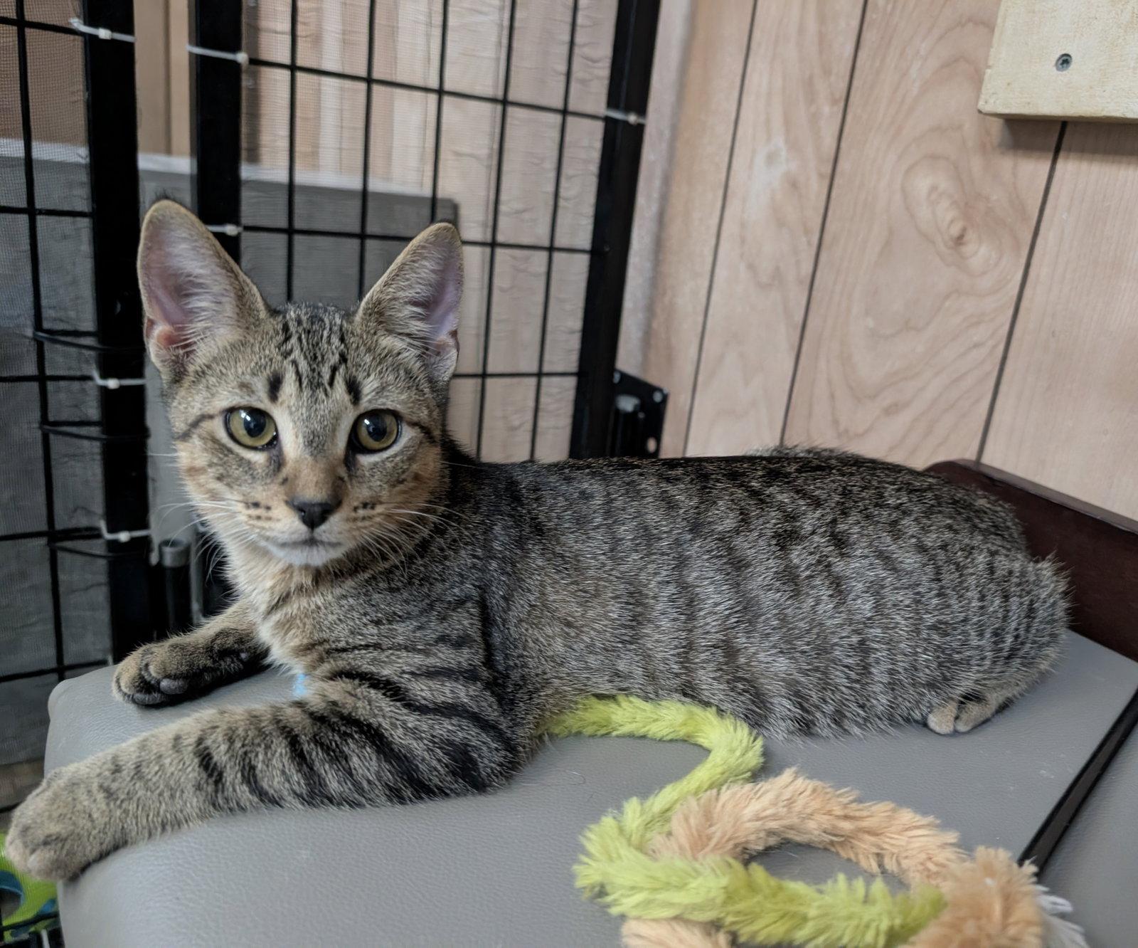 Enlarge Tooney 5.26.26, a Adoptable Domestic Short Hair in Apopka, FL image 1/3