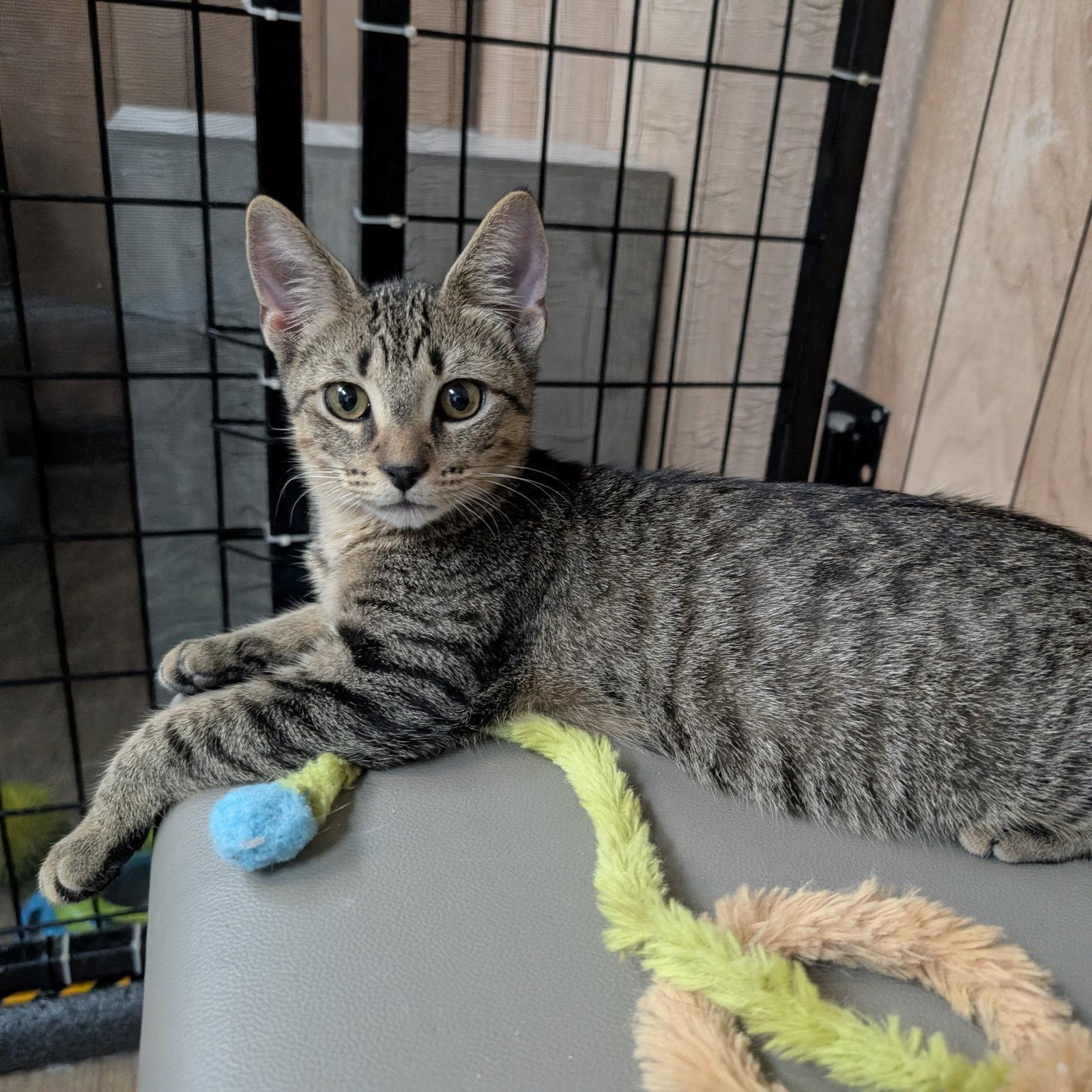 Enlarge Tooney 5.26.26, a Adoptable Domestic Short Hair in Apopka, FL image 2/3