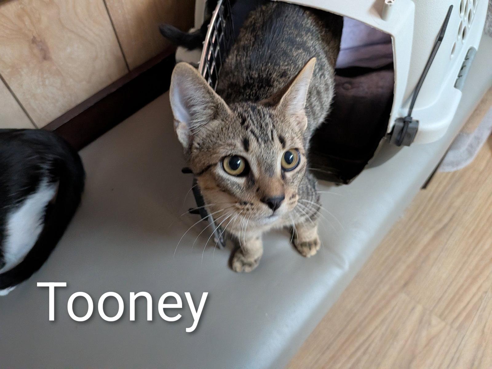 Enlarge Tooney 5.26.26, a Adoptable Domestic Short Hair in Apopka, FL image 3/3