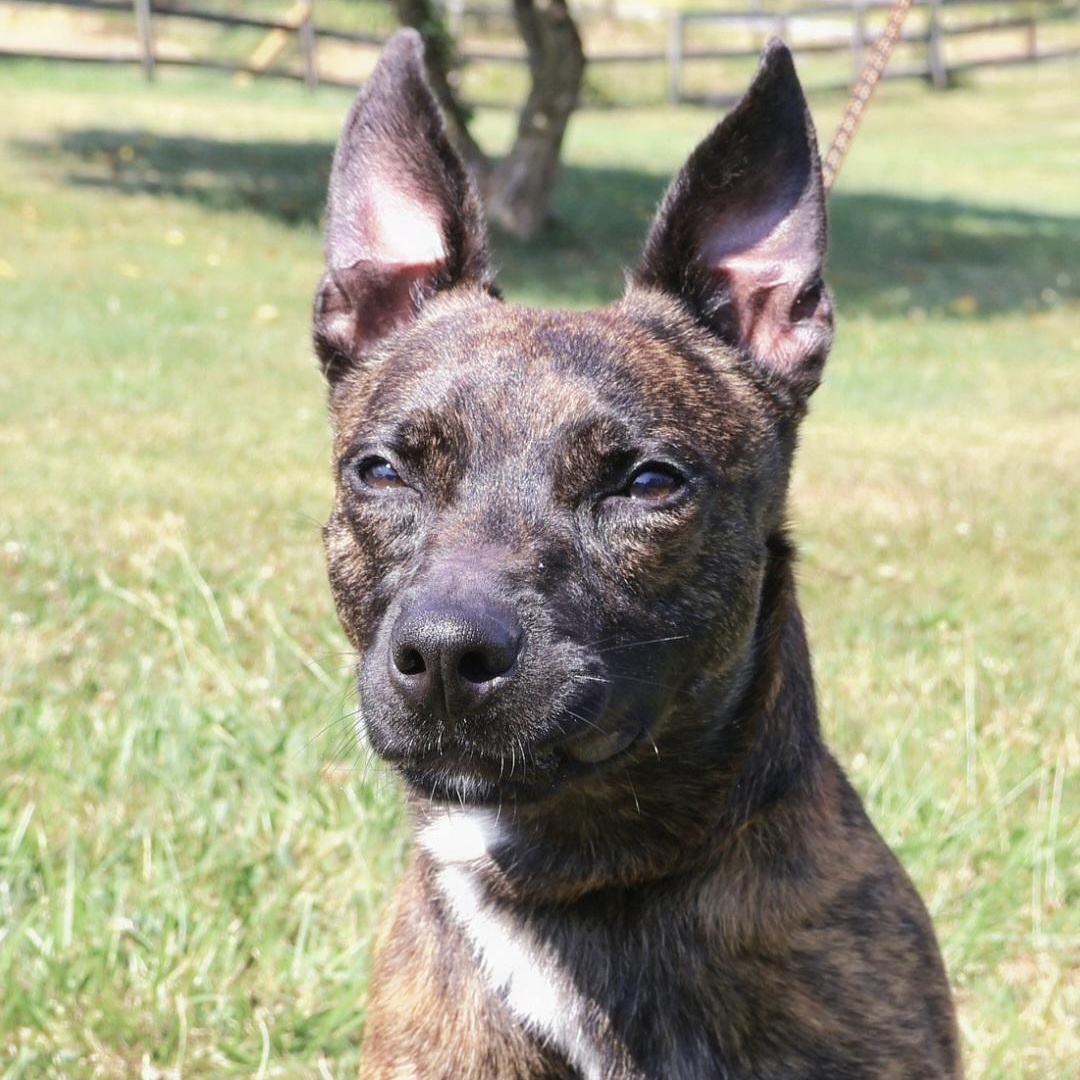 SCOOBY "In NY: Foster or Forever Home Needed!", a Adoptable mixed breed in New York, NY image 1/6