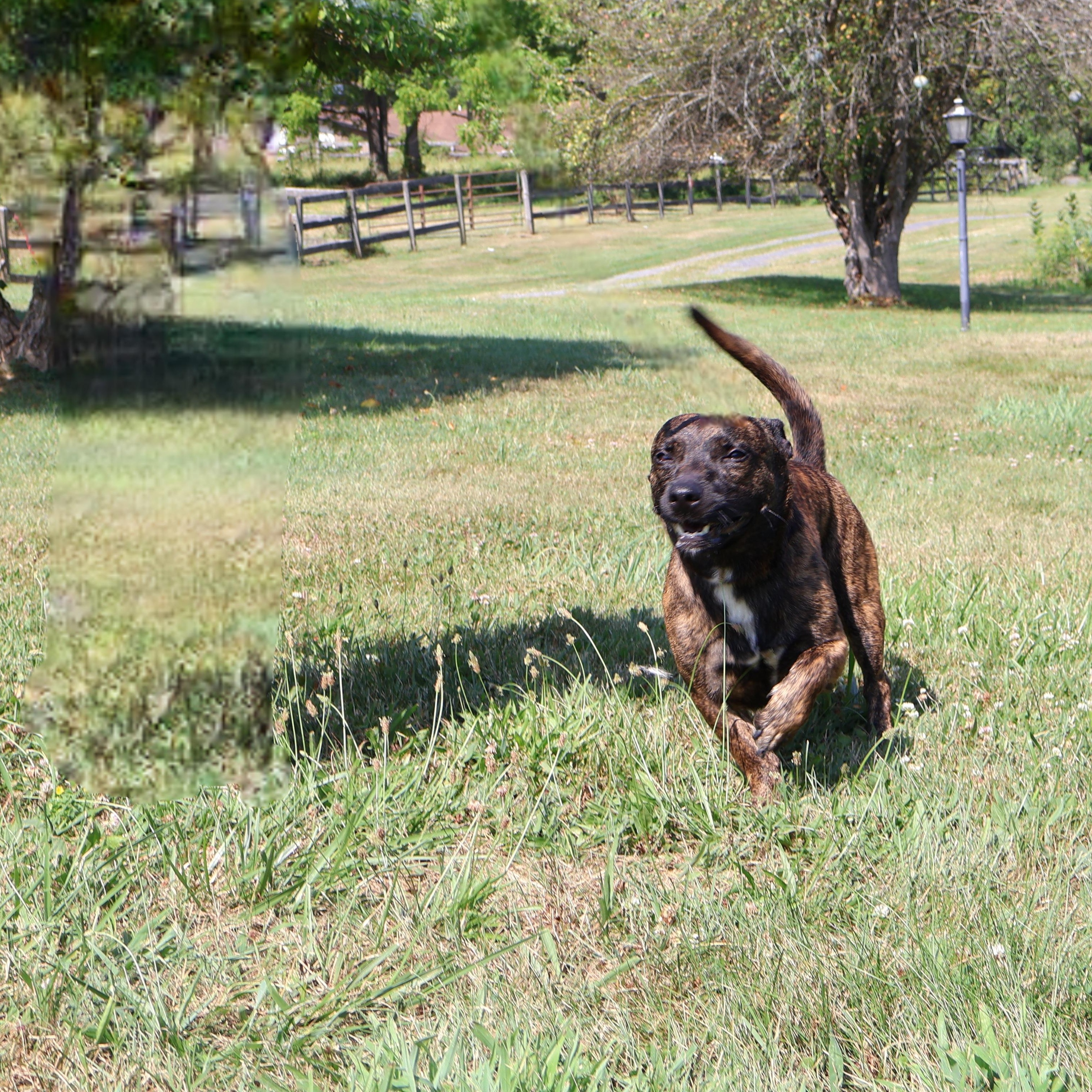 SCOOBY "In NY: Foster or Forever Home Needed!", a Adoptable mixed breed in New York, NY image 6/6