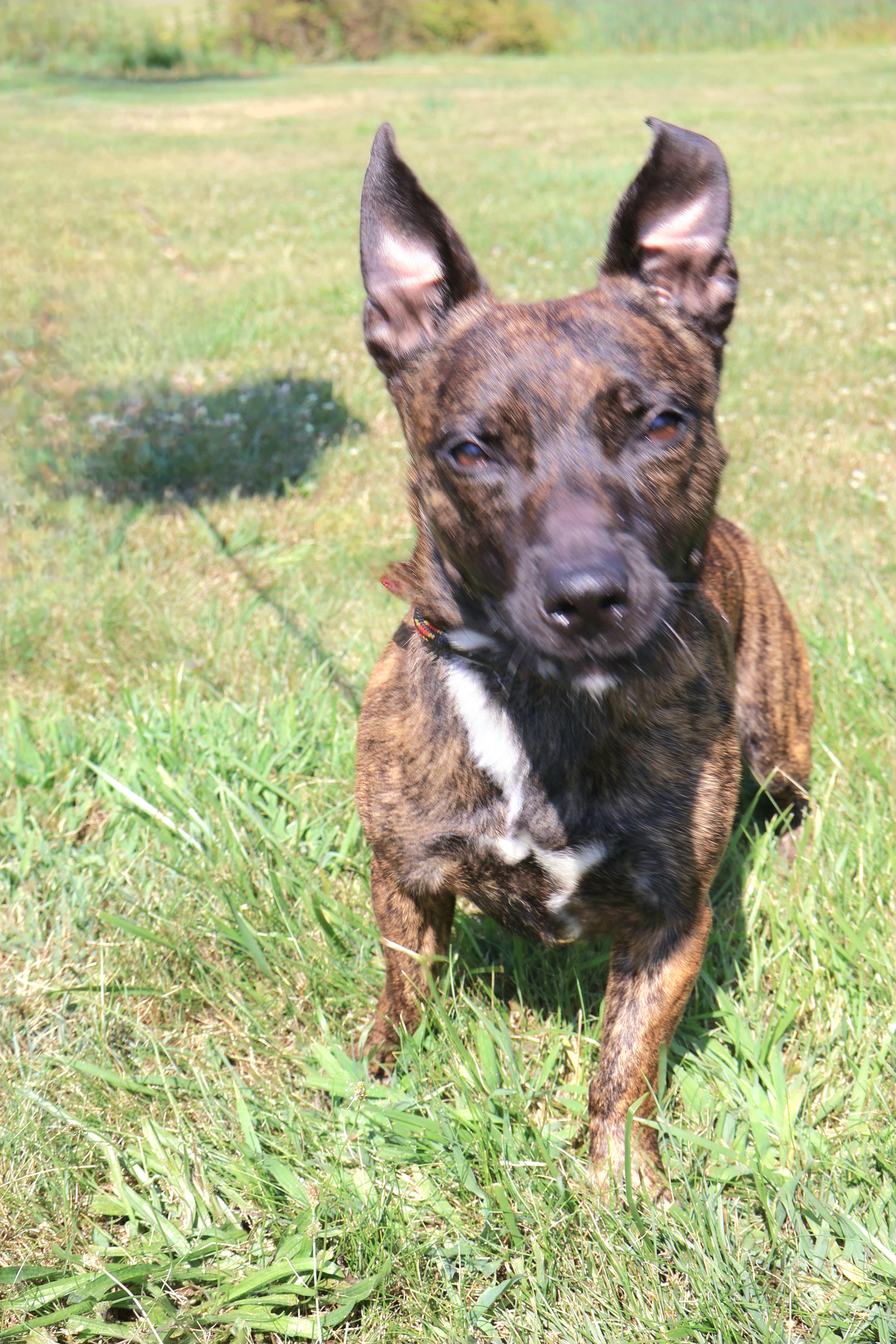 SCOOBY "In NY: Foster or Forever Home Needed!", a Adoptable mixed breed in New York, NY image 4/6