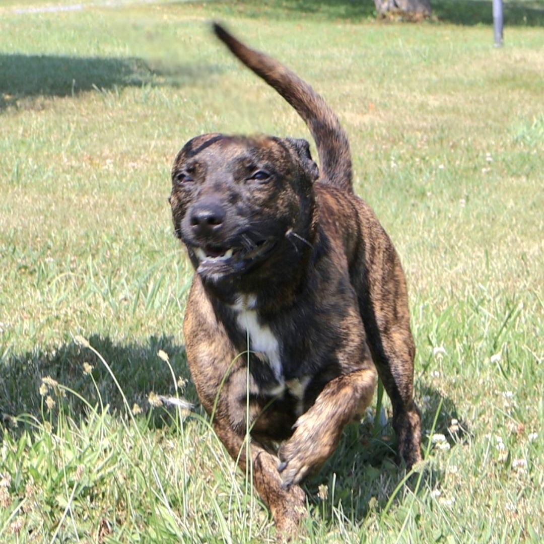 SCOOBY "In NY: Foster or Forever Home Needed!", a Adoptable mixed breed in New York, NY image 3/6