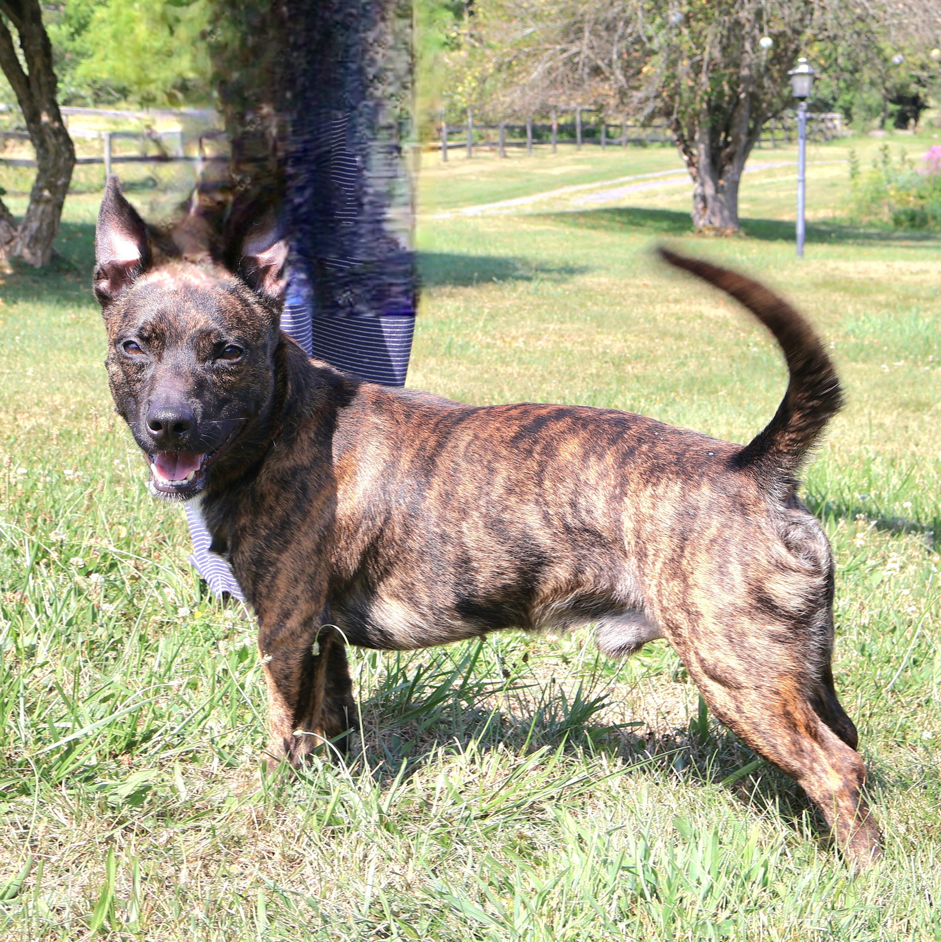 SCOOBY "In NY: Foster or Forever Home Needed!", a Adoptable mixed breed in New York, NY image 5/6