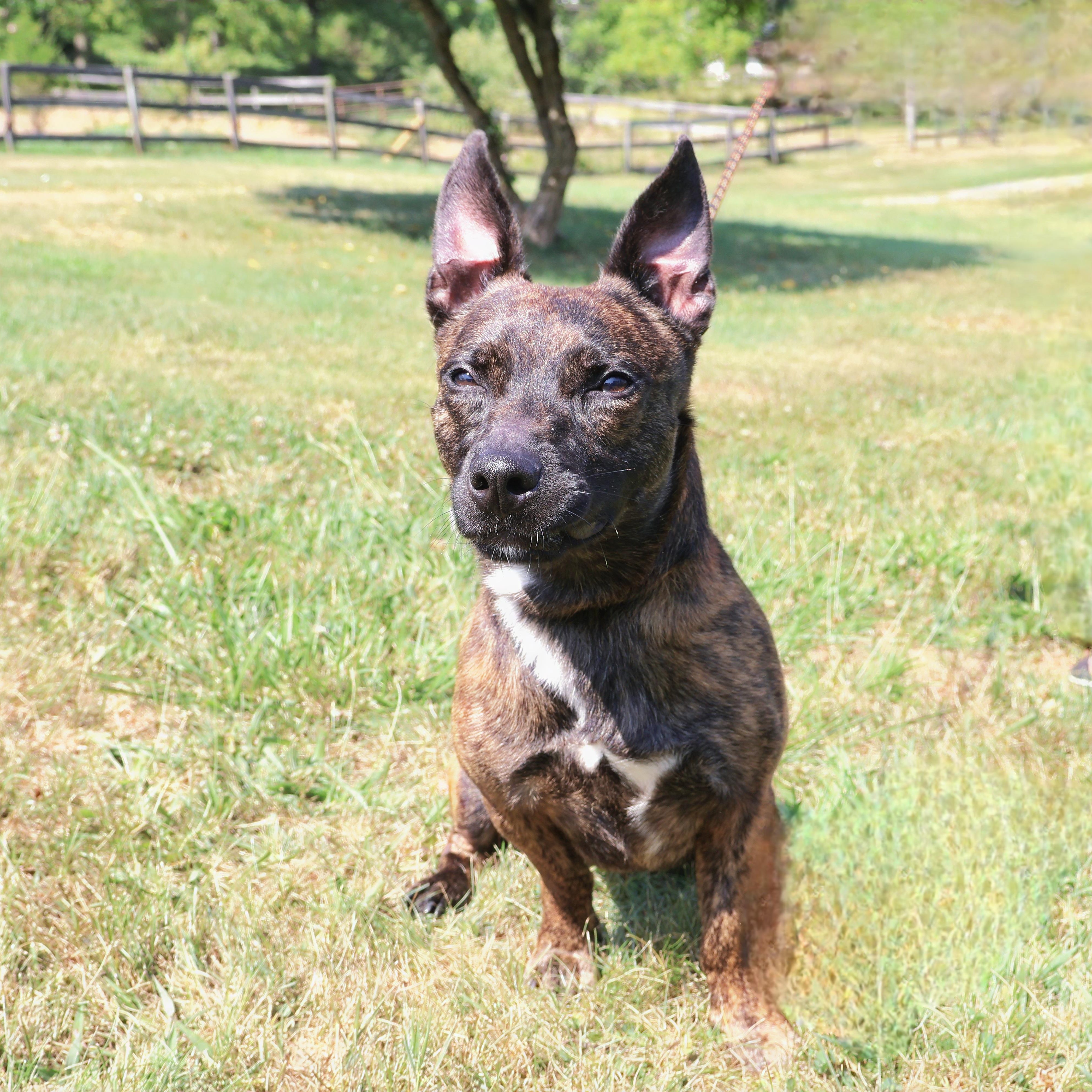 SCOOBY "In NY: Foster or Forever Home Needed!", a Adoptable mixed breed in New York, NY image 2/6