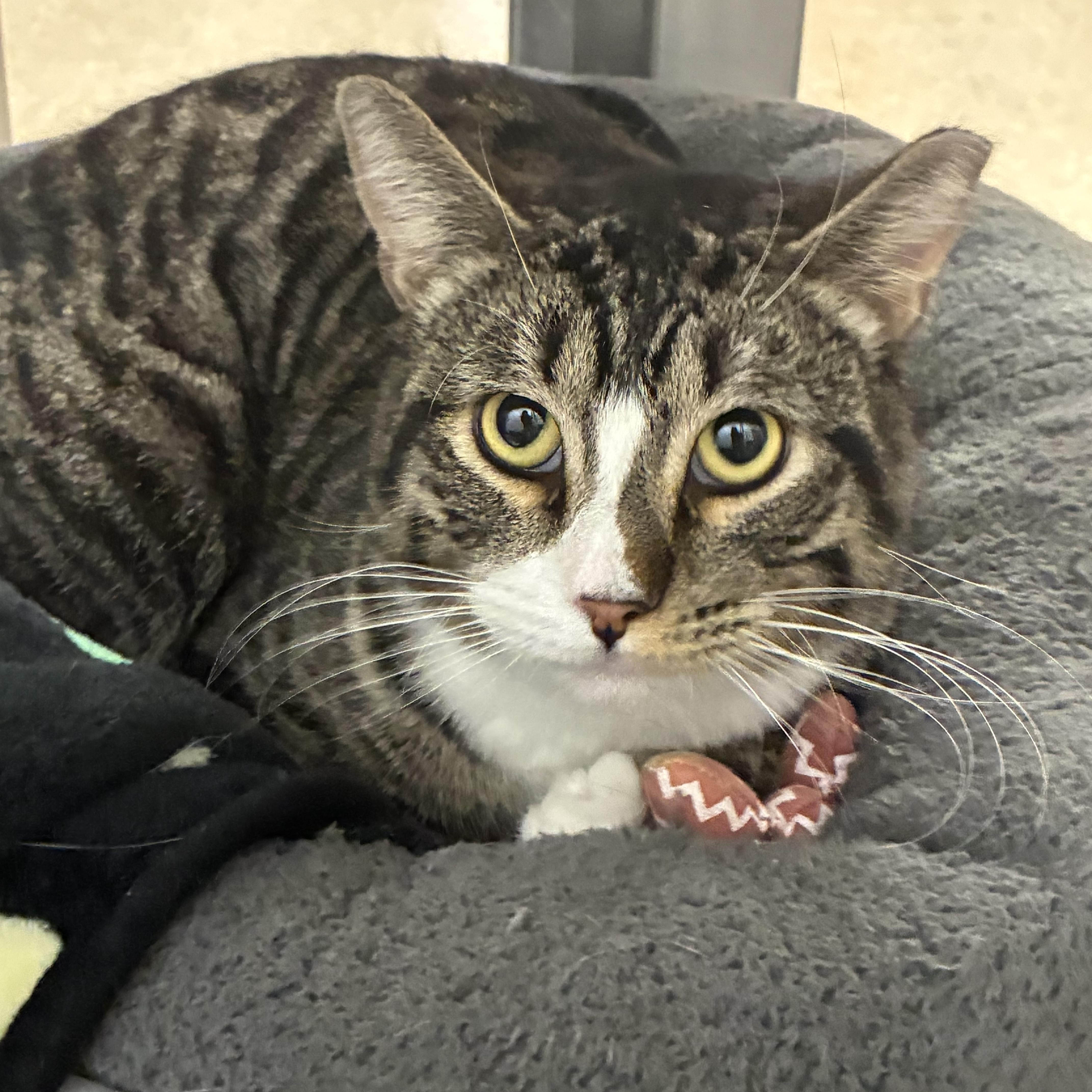 Enlarge Eric, an adopted Domestic Short Hair in Chandler, AZ image 1/3