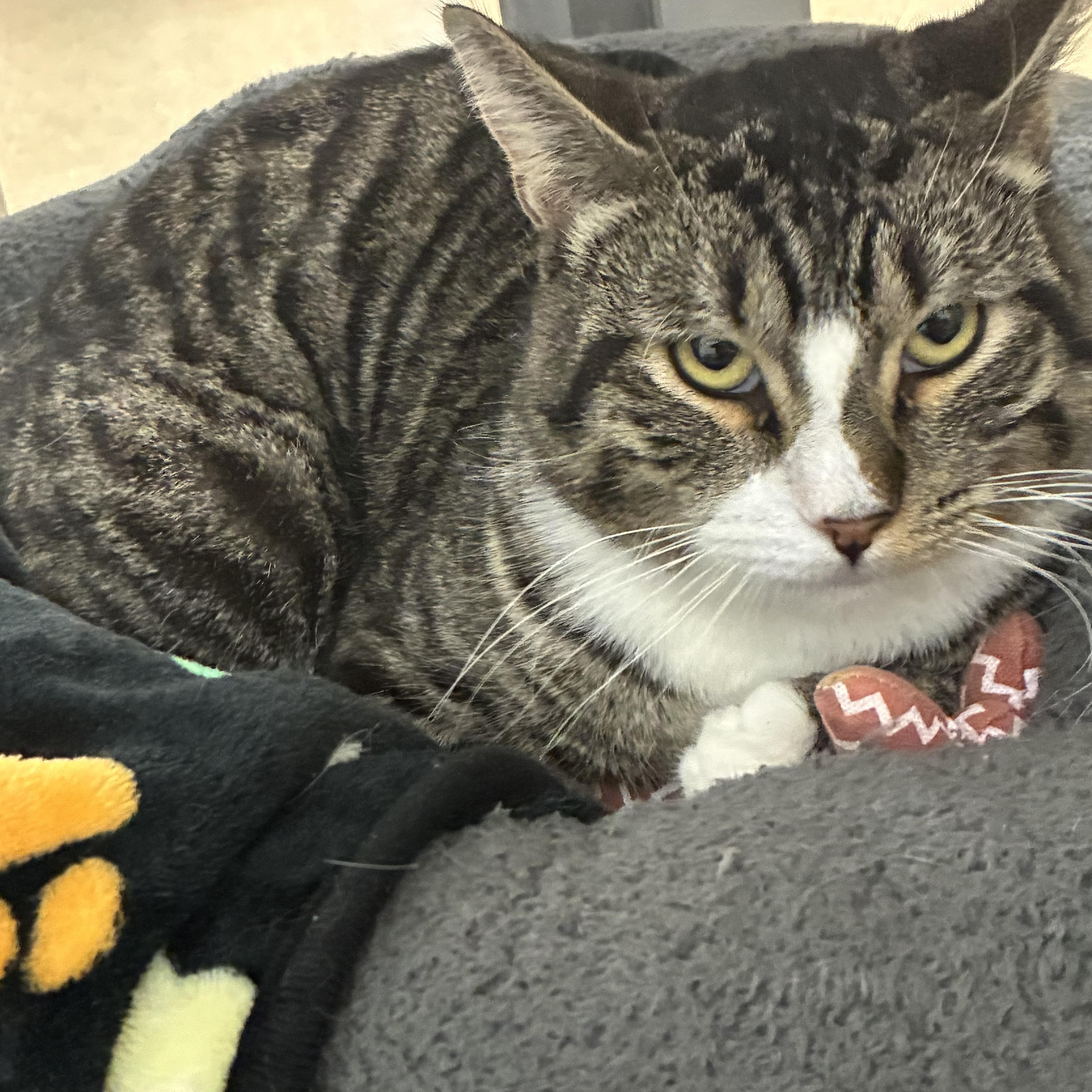 Enlarge Eric, an adopted Domestic Short Hair in Chandler, AZ image 2/3