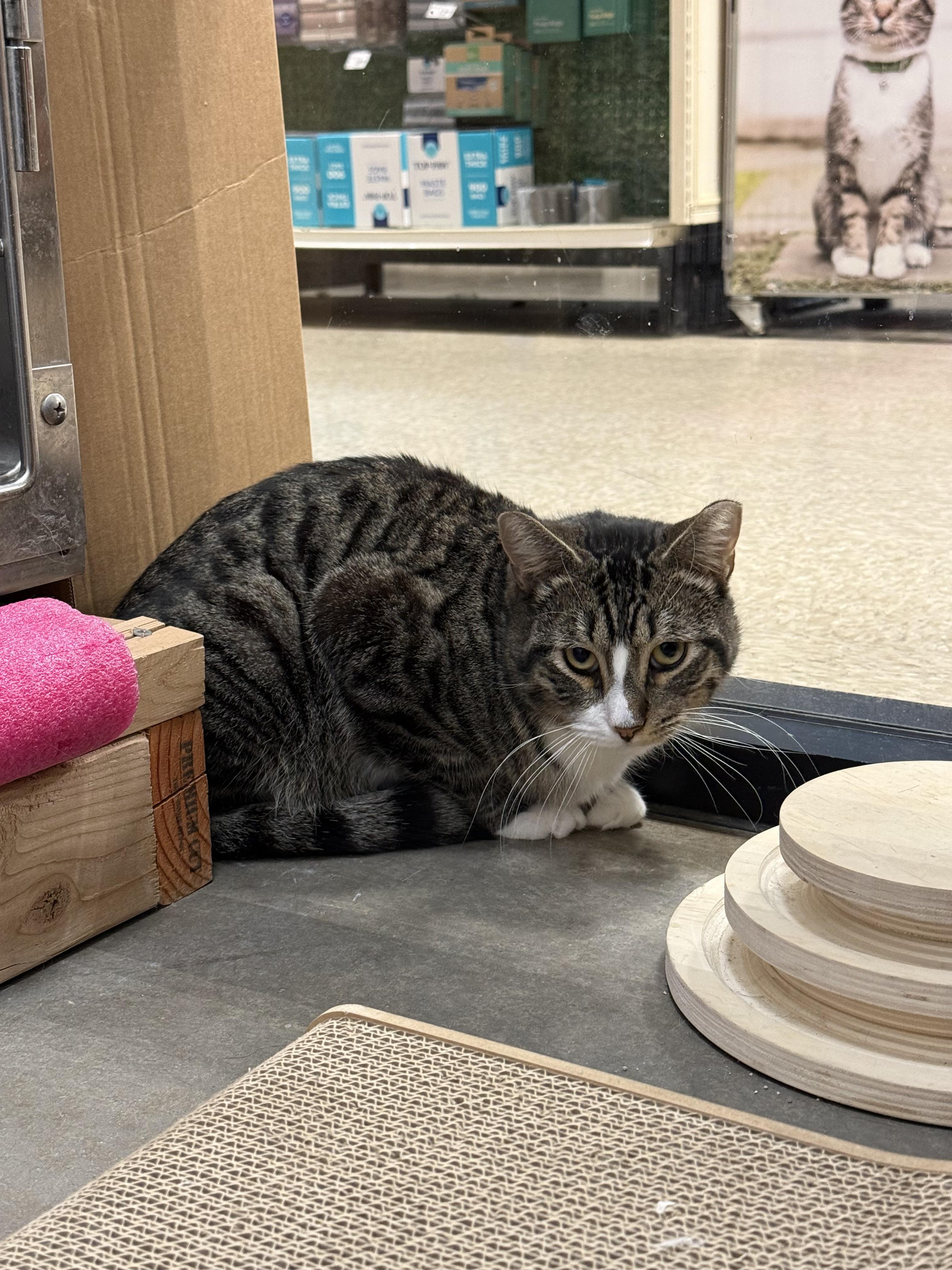 Enlarge Eric, an adopted Domestic Short Hair in Chandler, AZ image 3/3