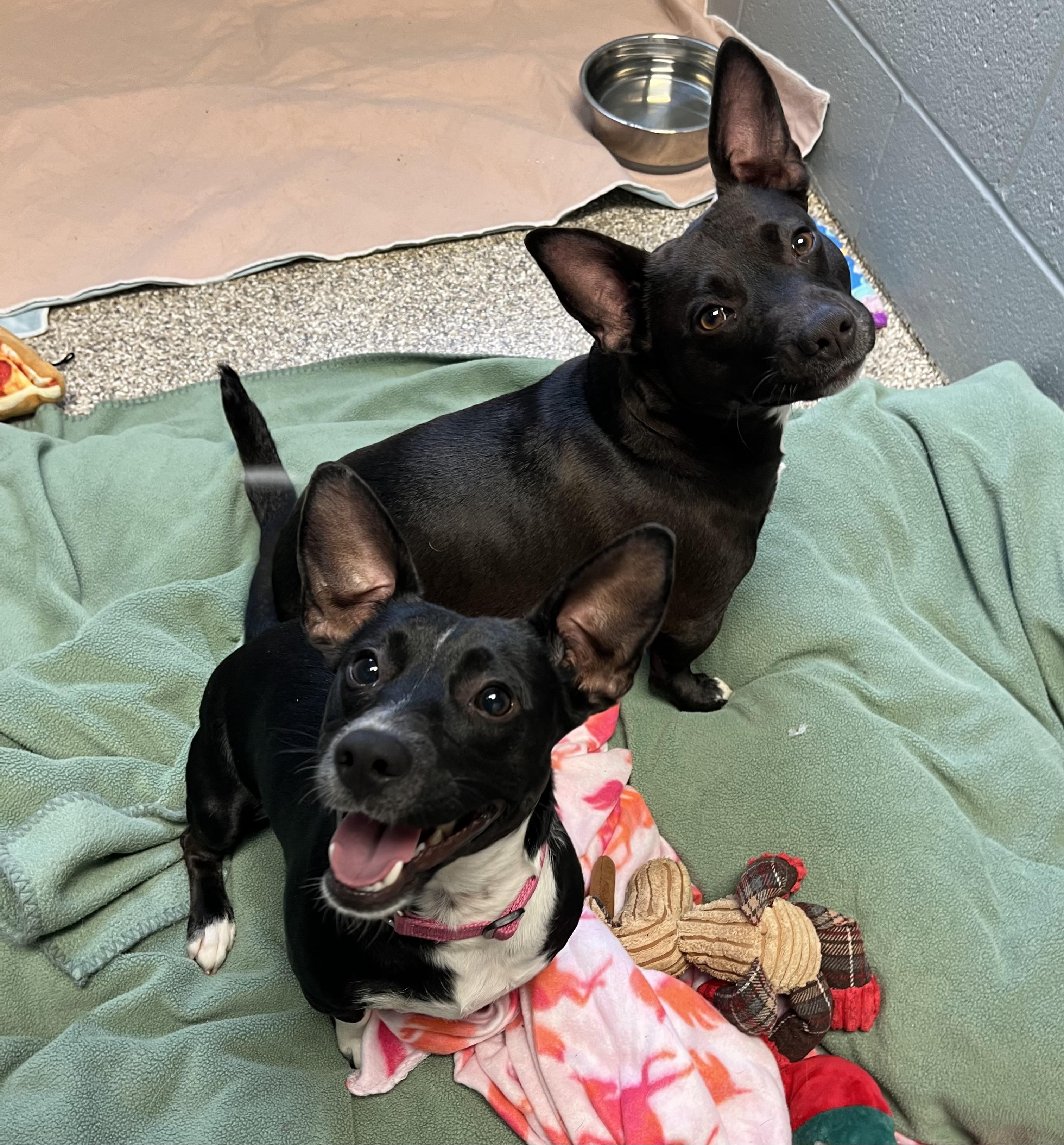 Shortbread and Tara (pair), Adoptable, Adult Female Mixed Breed.