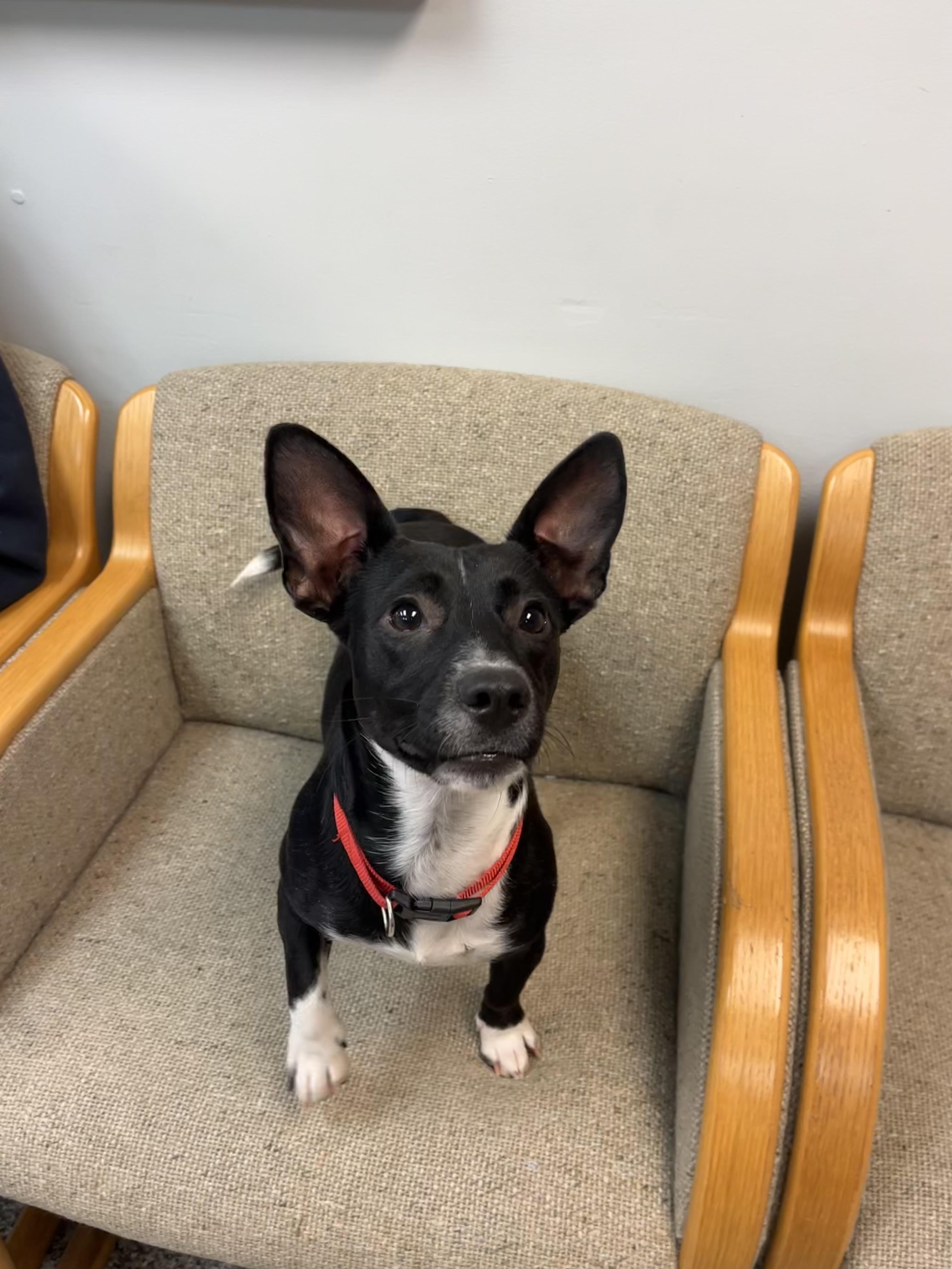 Shortbread and Tara (pair), a Adoptable Mixed Breed in Sudbury, MA image 4/5
