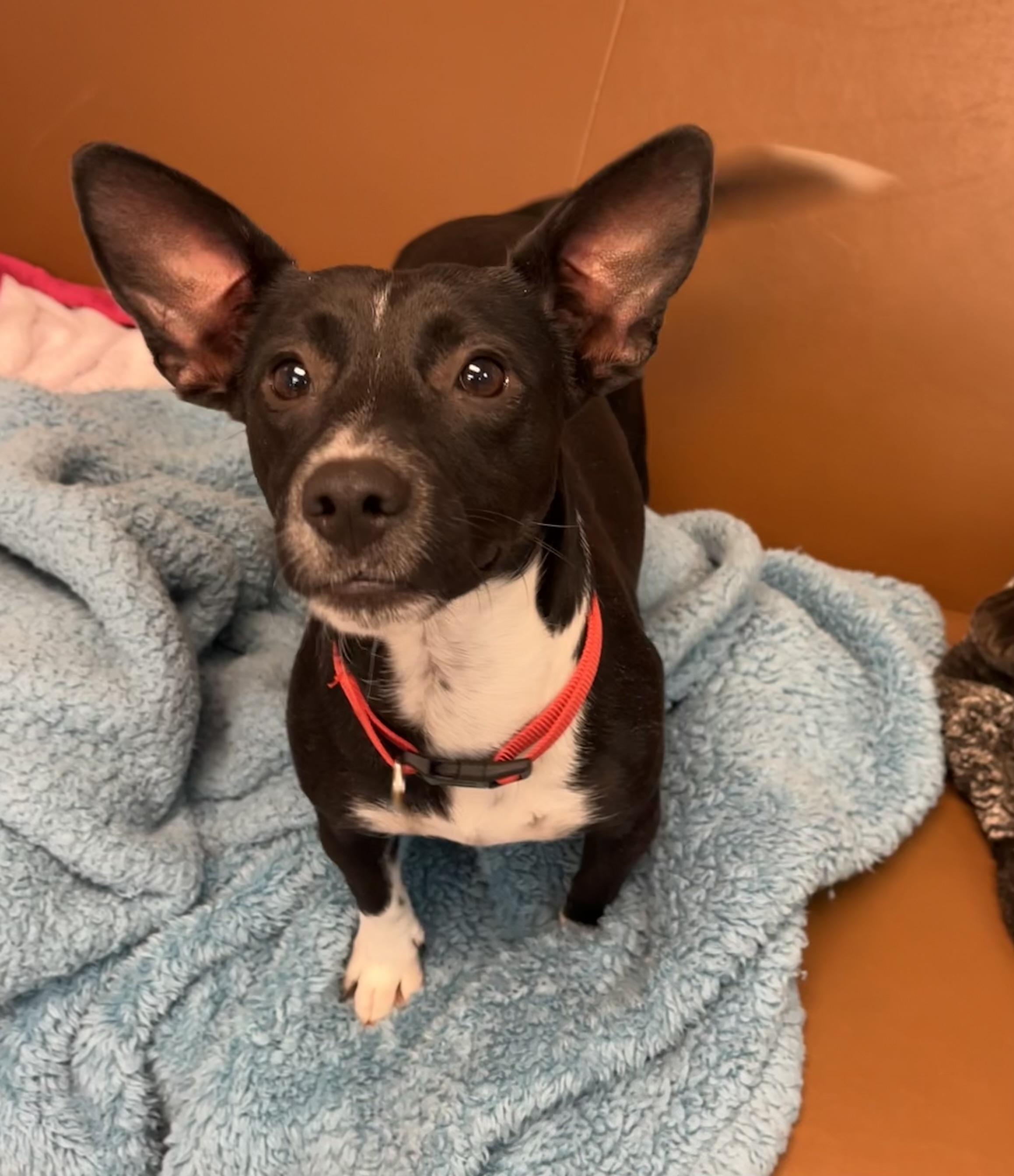 Shortbread and Tara (pair), a Adoptable Mixed Breed in Sudbury, MA image 5/5