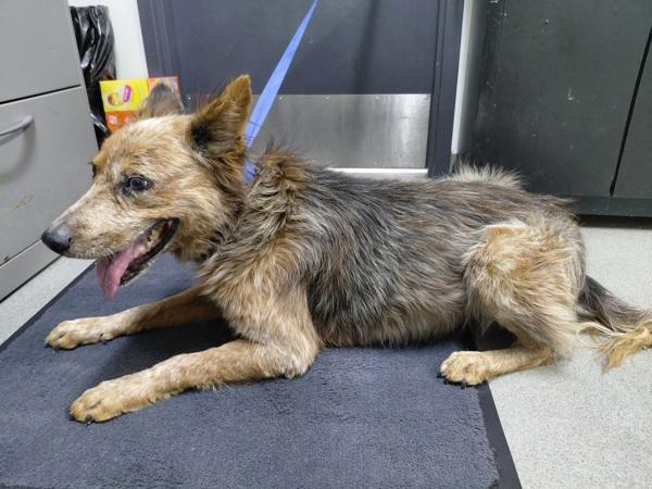Enlarge Harvey, a Adoptable mixed breed in Tulare, CA image 1/1