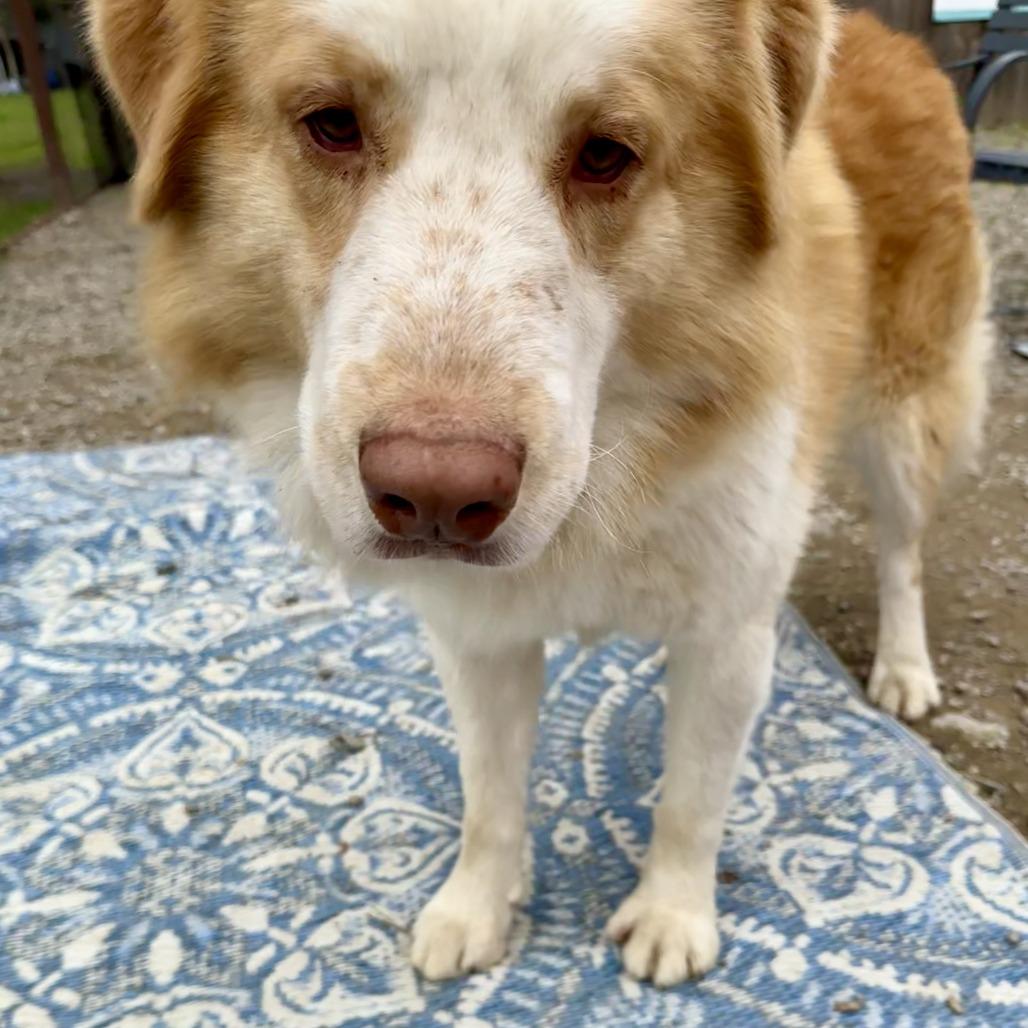 Balto, Adoptable, Adult Male Collie.