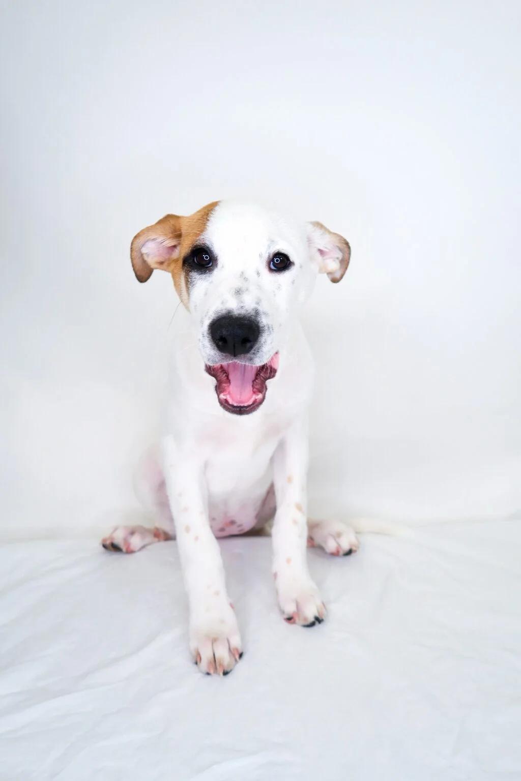 Millie Bobbie Brown, ADOPTABLE, Puppy Female Pit Bull Terrier & Great Pyrenees.