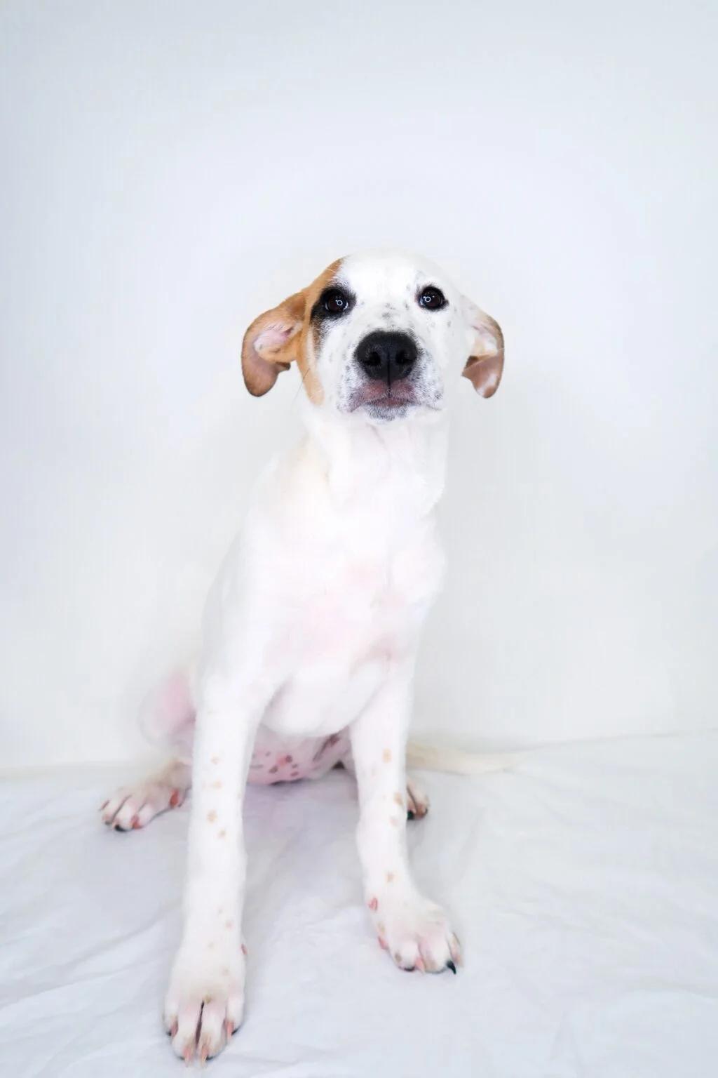 Enlarge Millie Bobbie Brown, a ADOPTABLE mixed breed in Bixby, OK image 2/4
