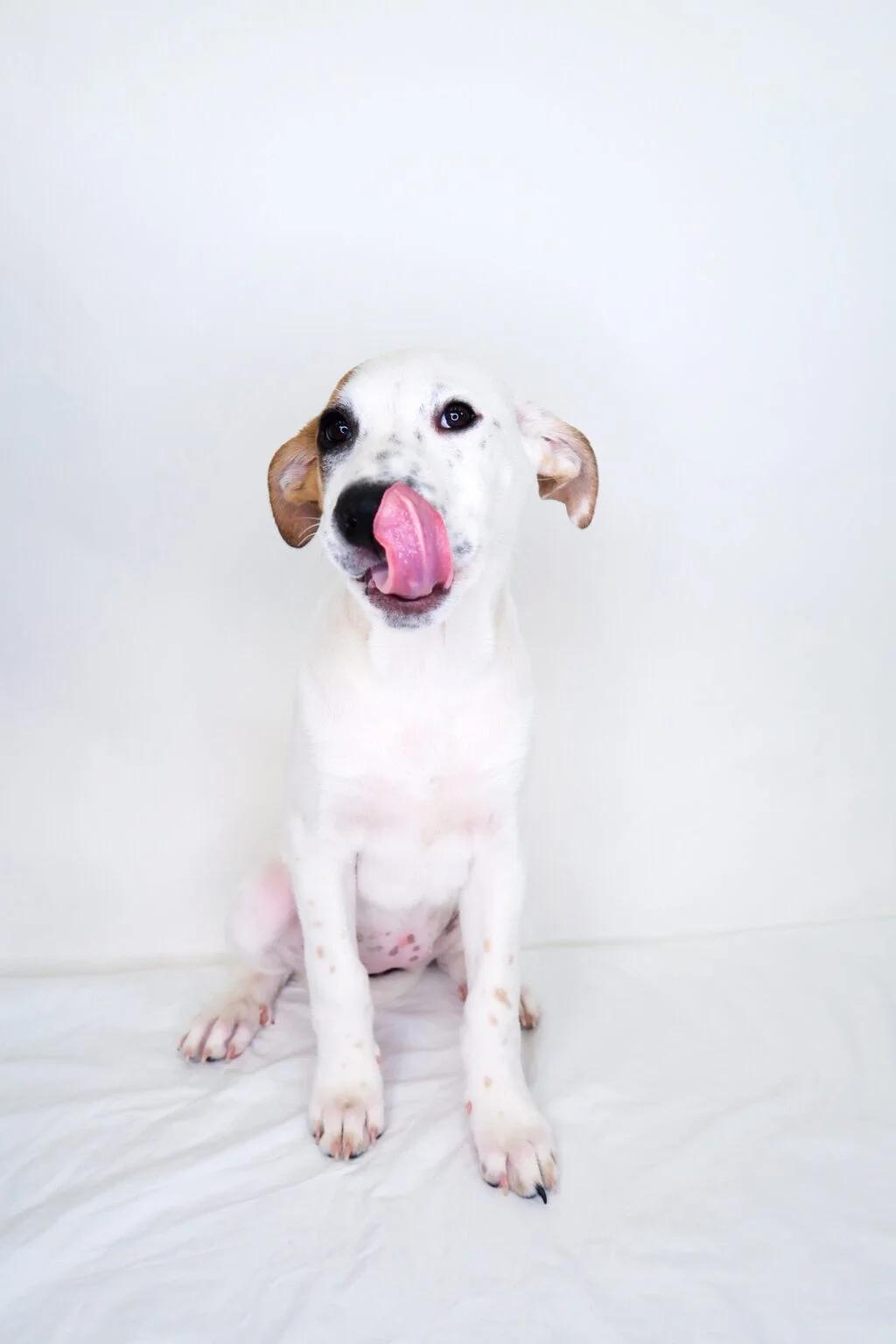 Enlarge Millie Bobbie Brown, a ADOPTABLE mixed breed in Bixby, OK image 4/4