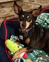 BeeBee, Adoptable, Senior Female Miniature Pinscher.