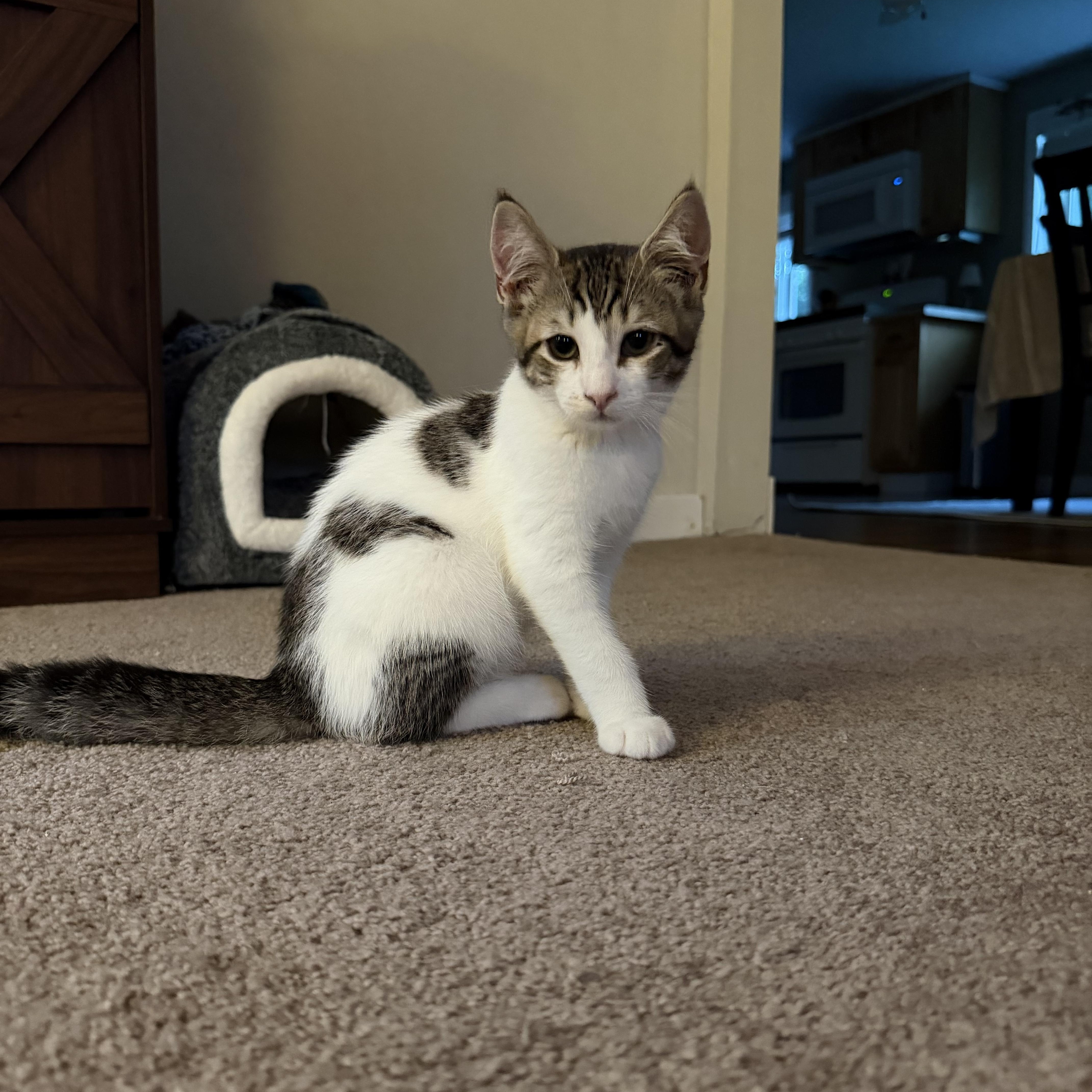 Enlarge Bobby, a Adopted Domestic Short Hair in Lacona, NY image 5/6