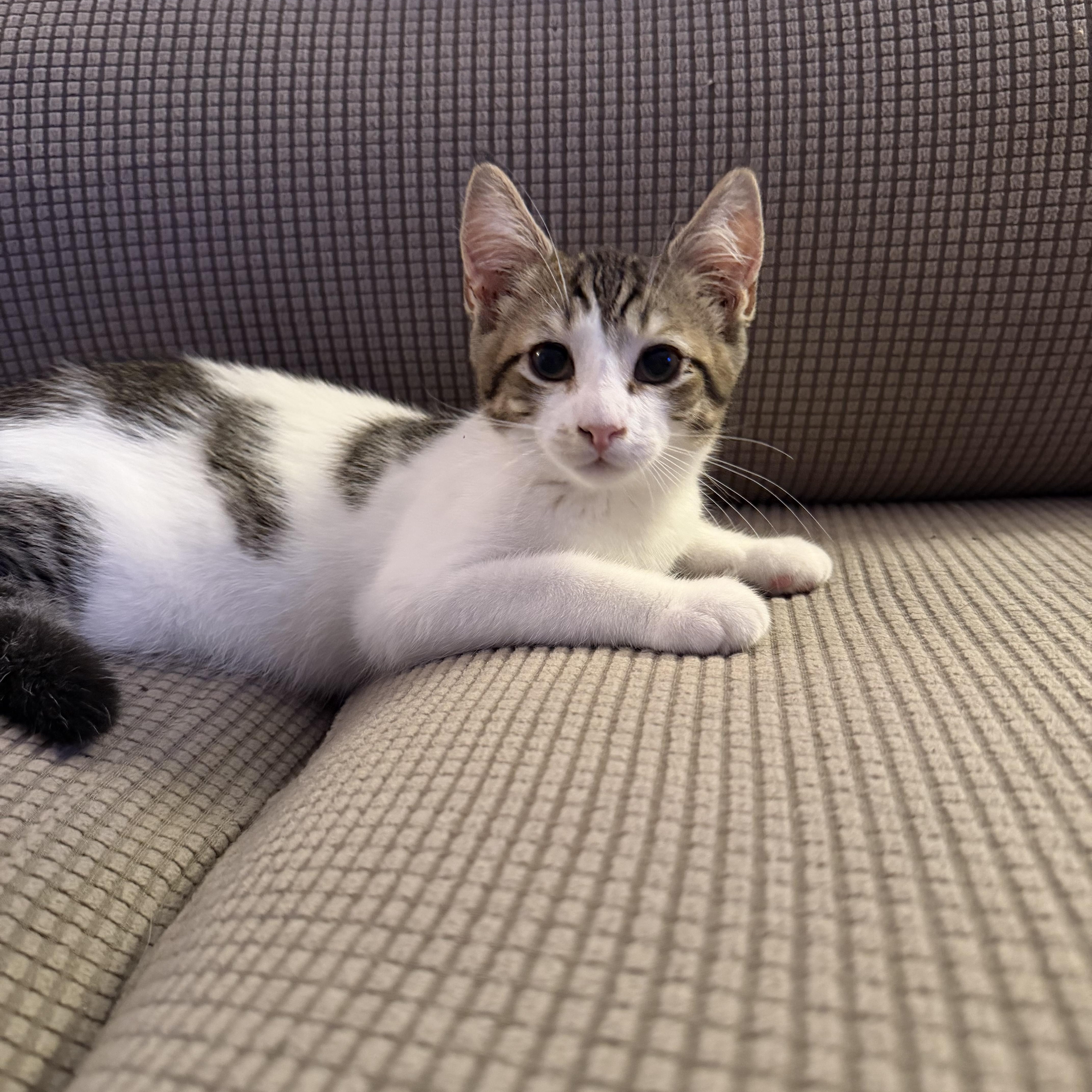 Enlarge Bobby, a Adopted Domestic Short Hair in Lacona, NY image 2/6