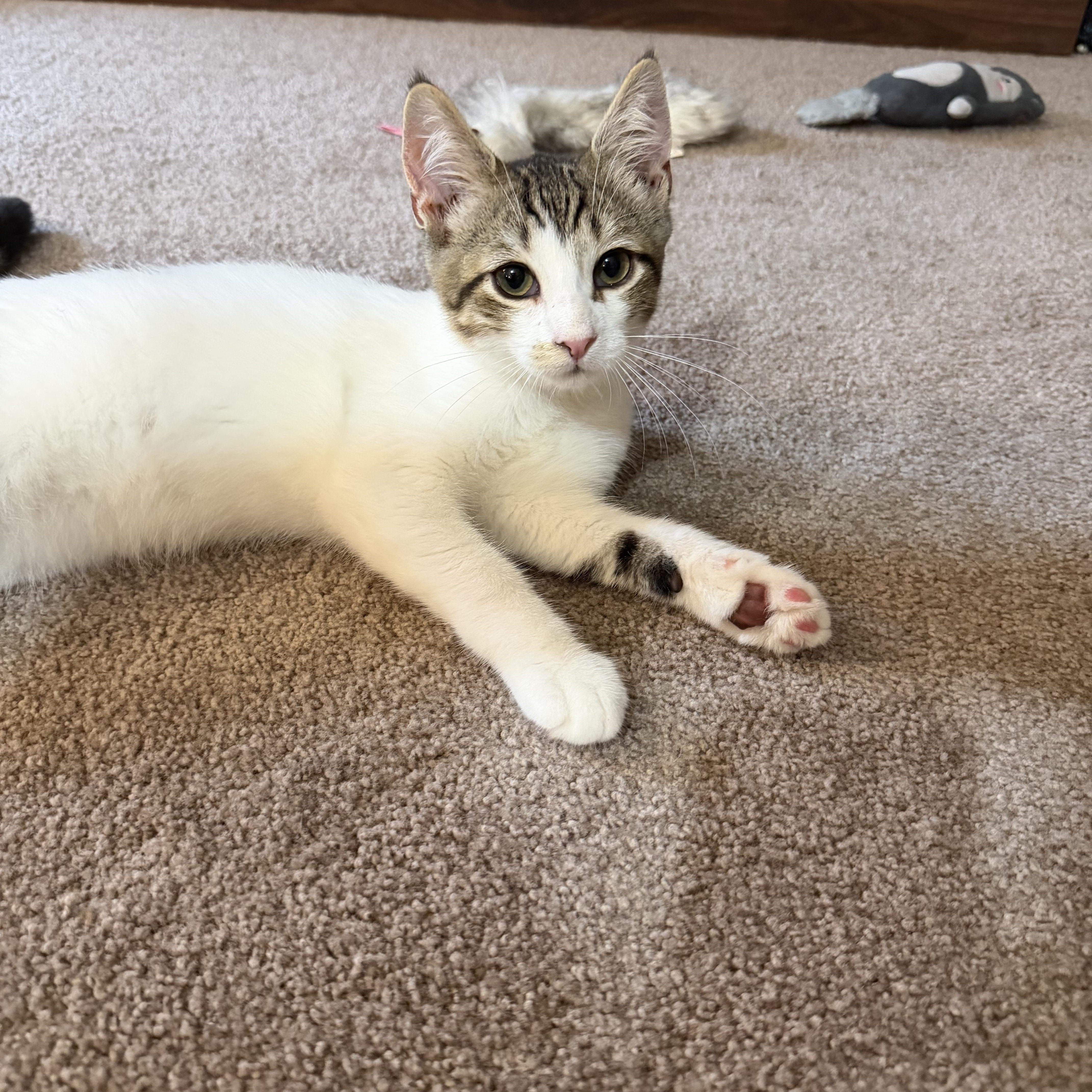 Enlarge Bobby, a Adopted Domestic Short Hair in Lacona, NY image 6/6