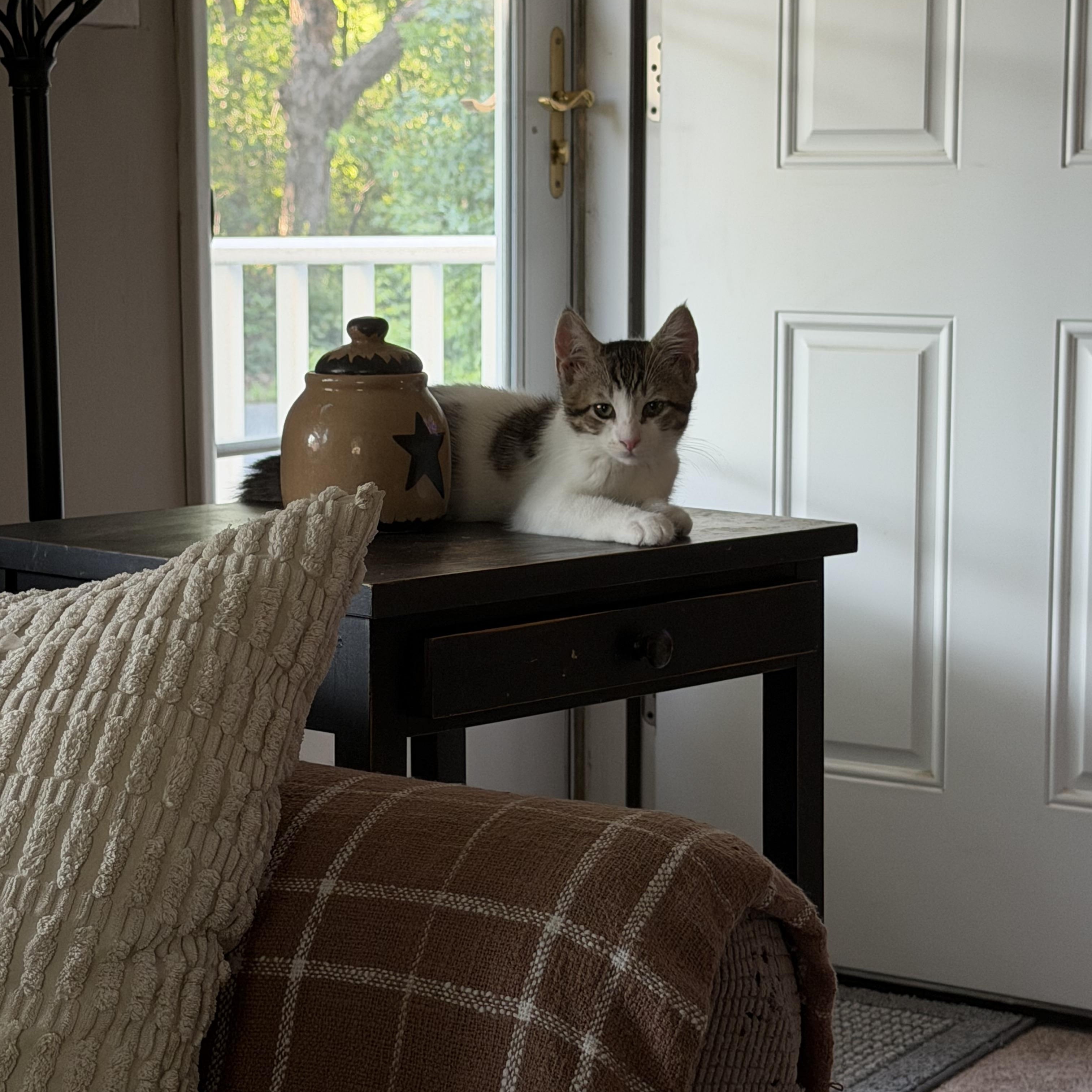 Enlarge Bobby, a Adopted Domestic Short Hair in Lacona, NY image 4/6
