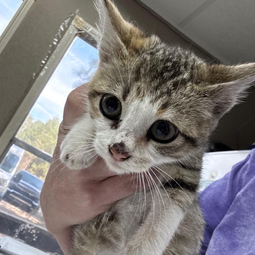 Fillemena, Adoptable, Kitten Female Domestic Short Hair.