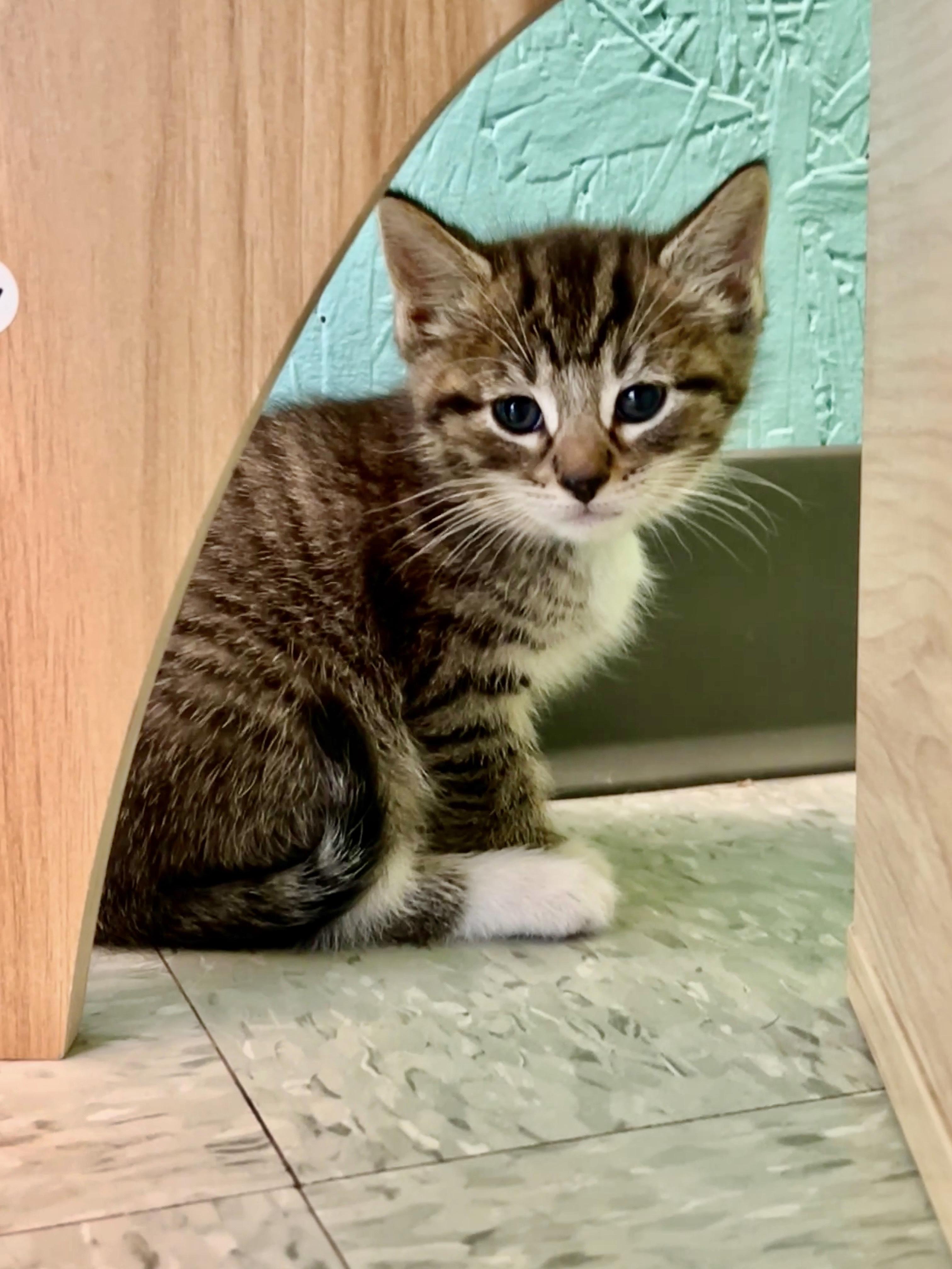 Cambria, an adoptable Domestic Short Hair in Jamestown, ND, 58402 | Photo Image 1
