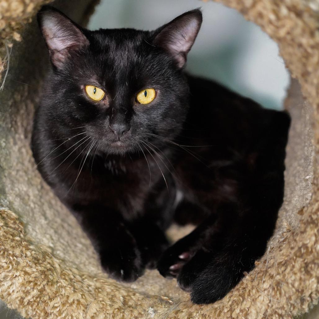 Crabgrass, Adoptable, Adult Female Domestic Short Hair.
