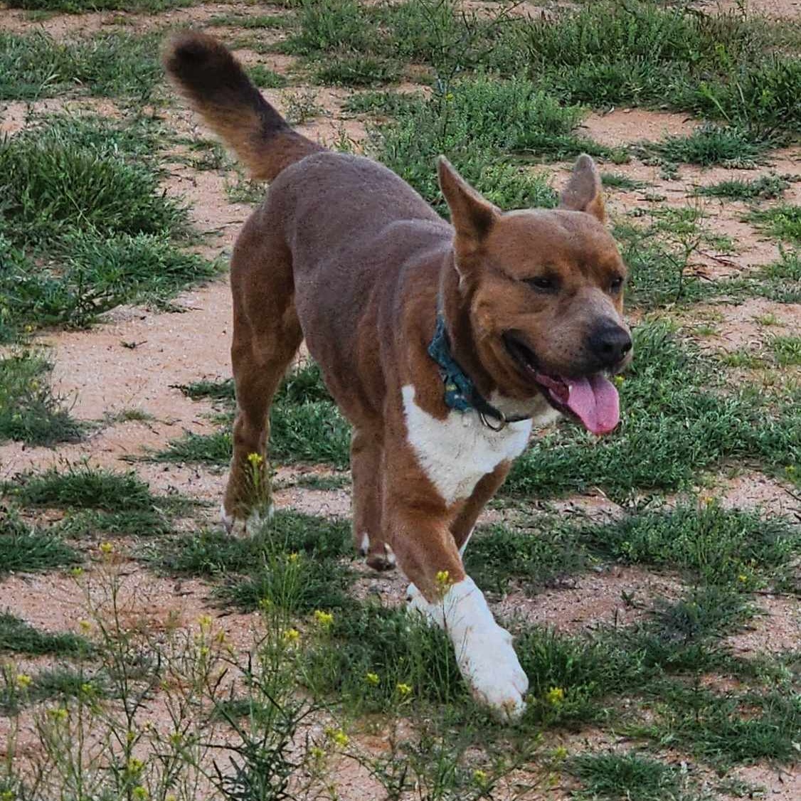 Maverick photo 4