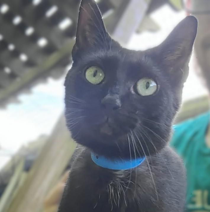 Sable, Adoptable, Kitten Male Domestic Short Hair.