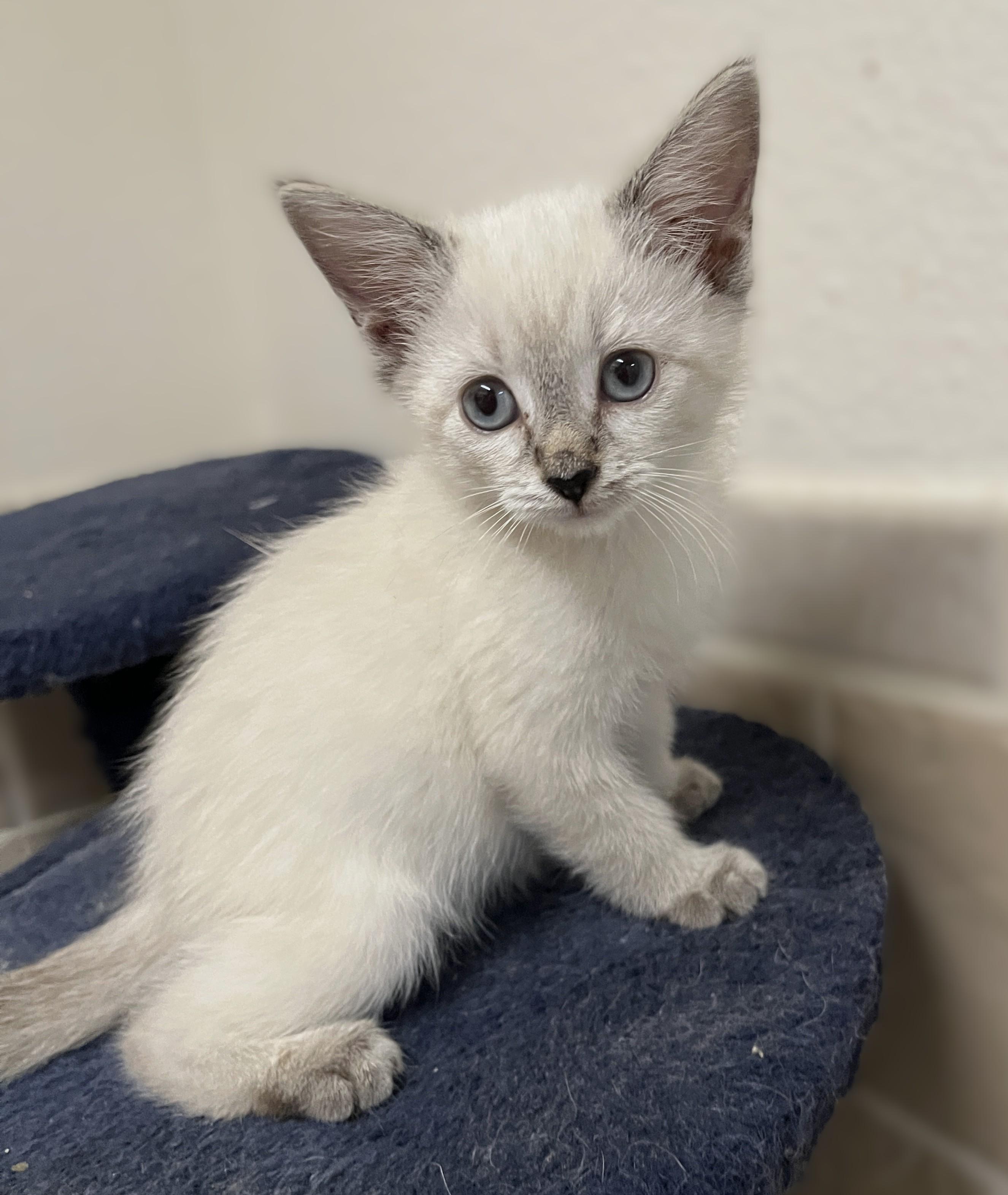 Coconut, adopted, Kitten Female Siamese.