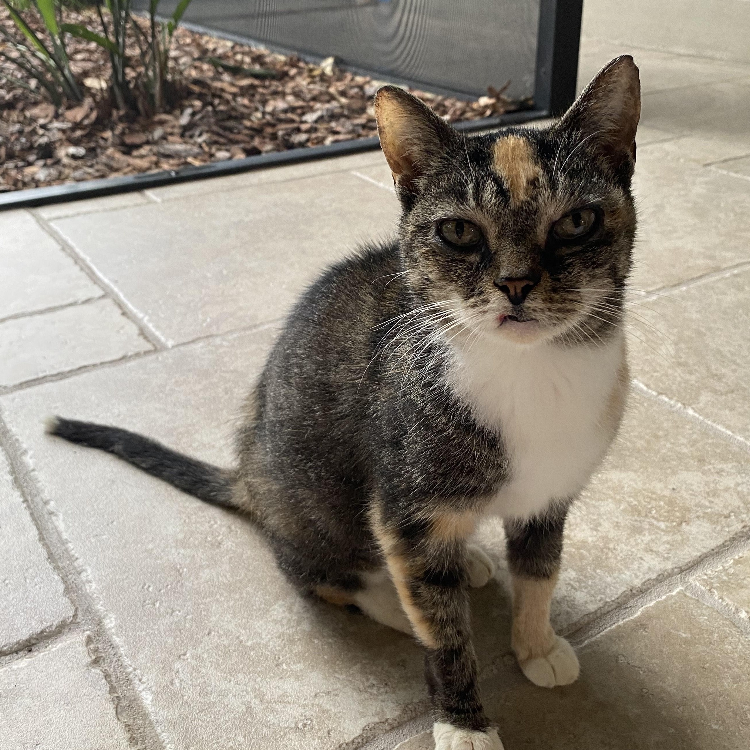 Ava, Adopted, Adult Female Domestic Short Hair.