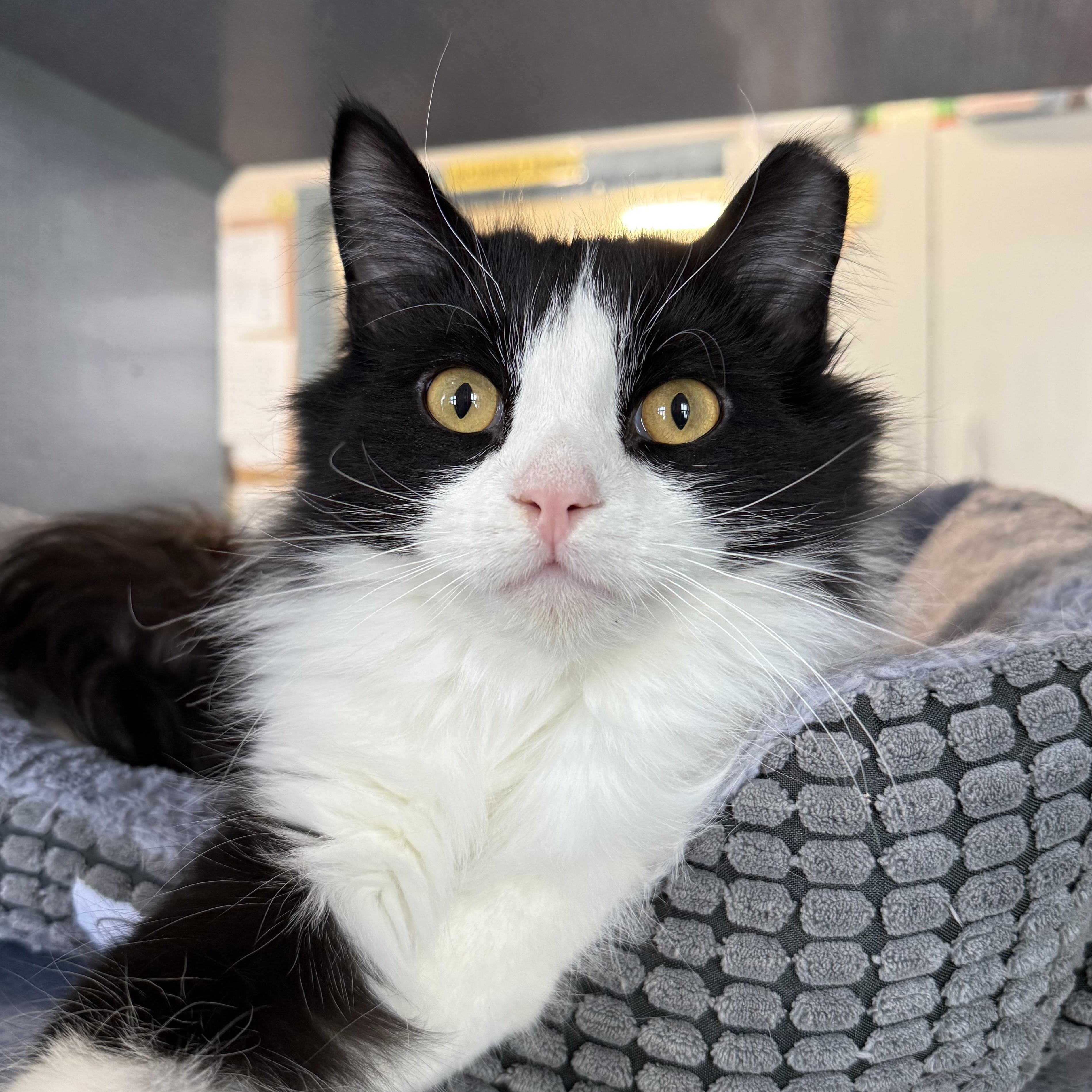 Monty, adopted, Kitten Male Domestic Long Hair.